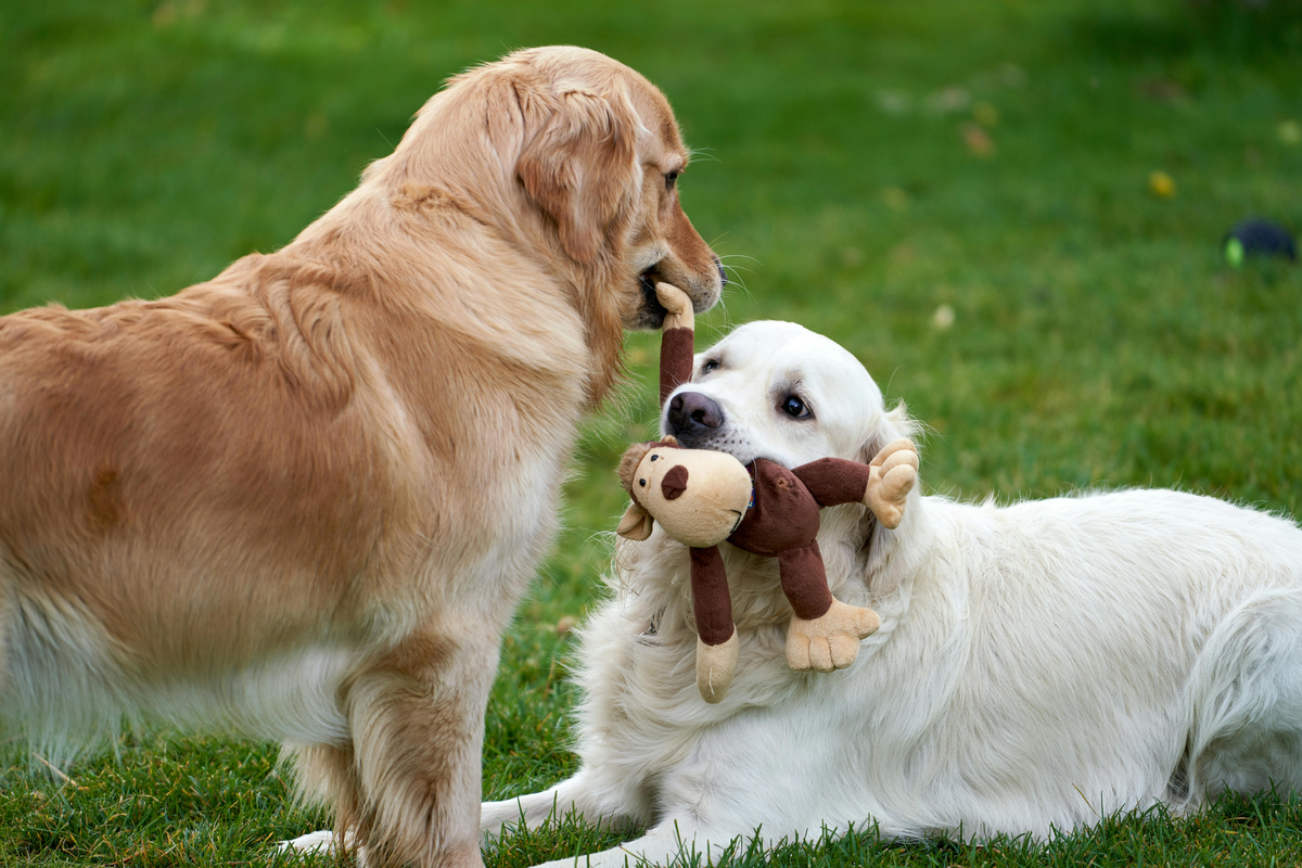 Perché Fa Bene al Tuo Cane Frequentare i Suoi Simili: la Guida alla Socializzazione Canina