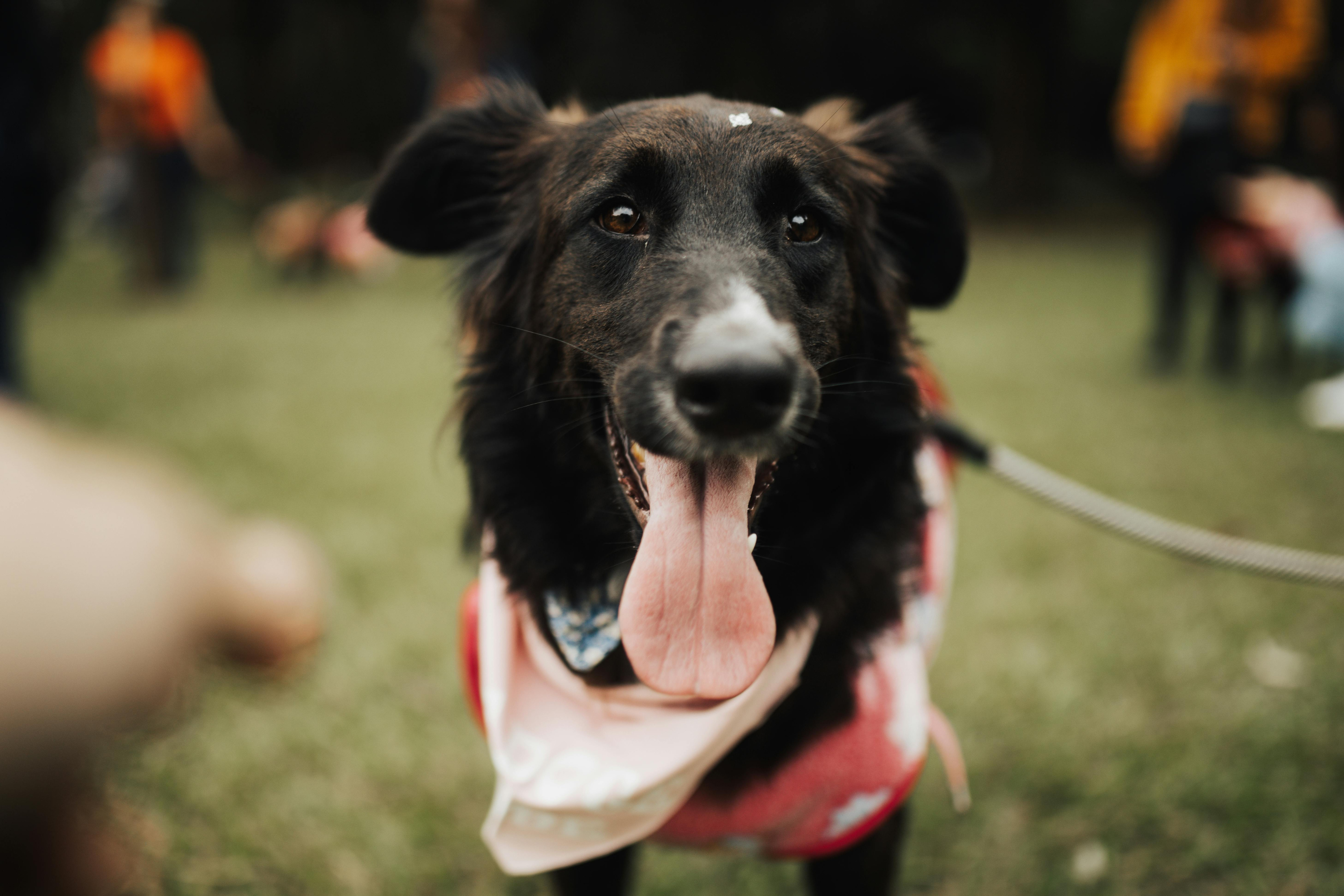 Perché i Cani Respirano con la Lingua Fuori?