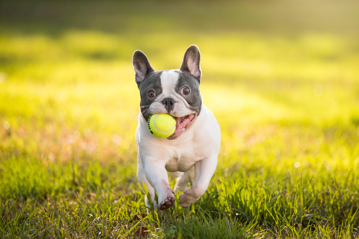 Perché i cani ci portano i giochi? Scopri il significato di questo comportamento