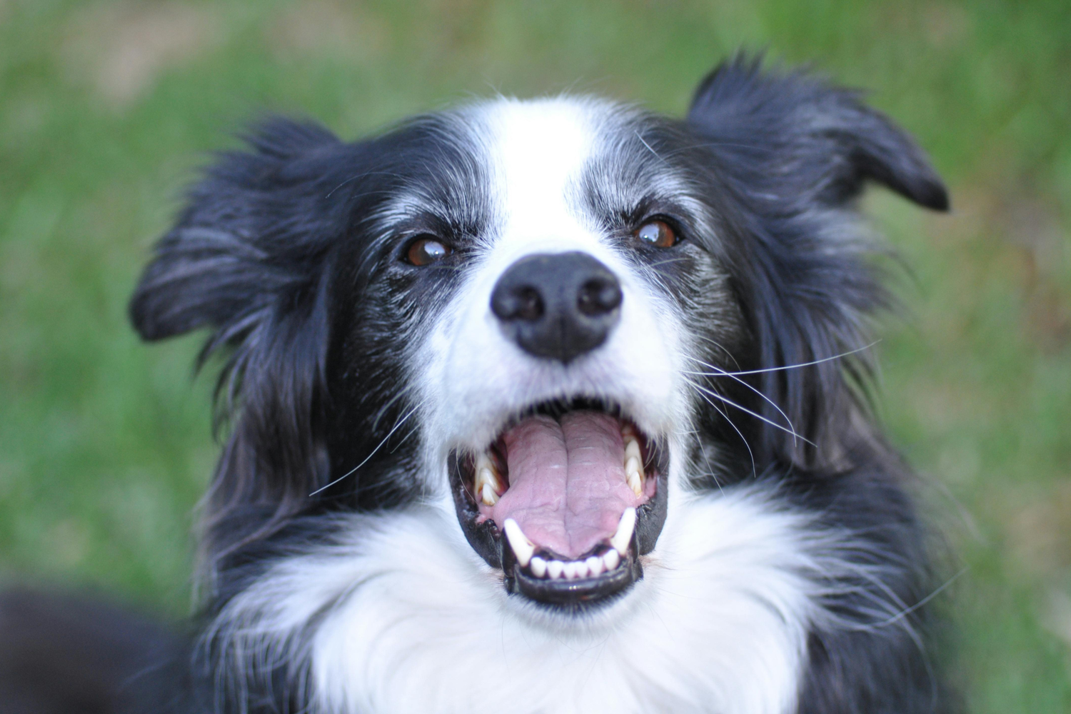 Perché i cani non devono mangiare gli affettati? Tutto quello che devi sapere