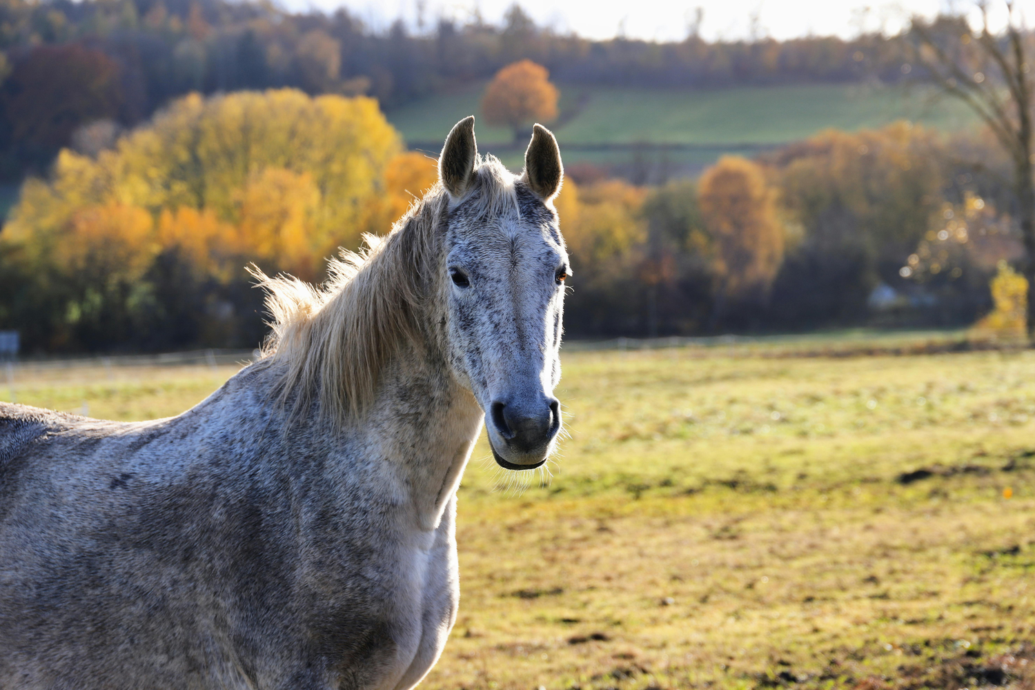 Perché i cavalli muovono la testa su e giù? Le cause, i segnali da non ignorare e come aiutare il tuo cavallo