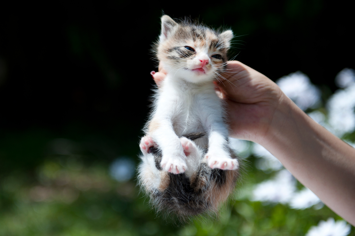 Perché i gatti si bloccano quando li prendi per la pelle dietro al collo?