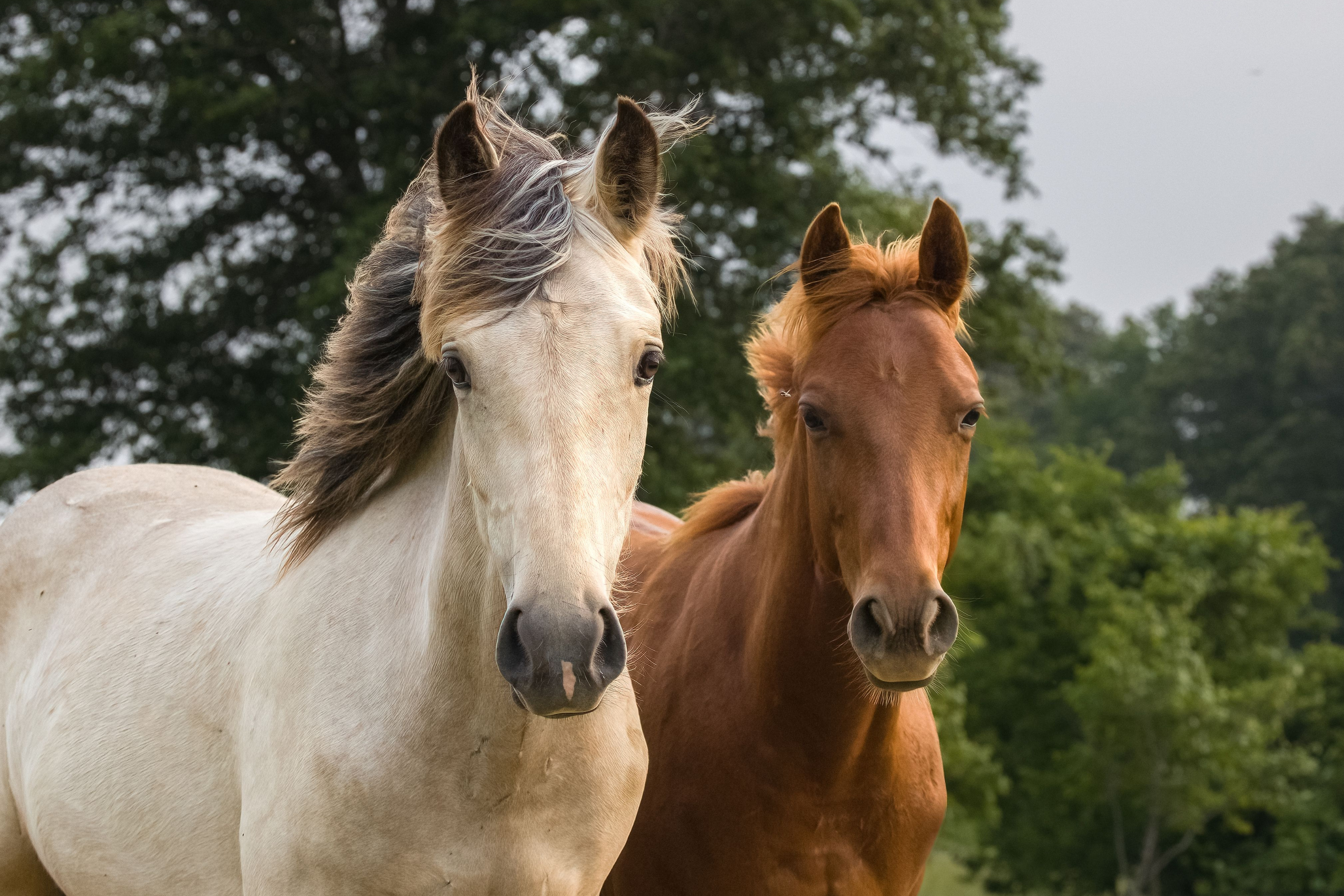 Perché il Cavallo Morde? Cause, Prevenzione e Soluzioni