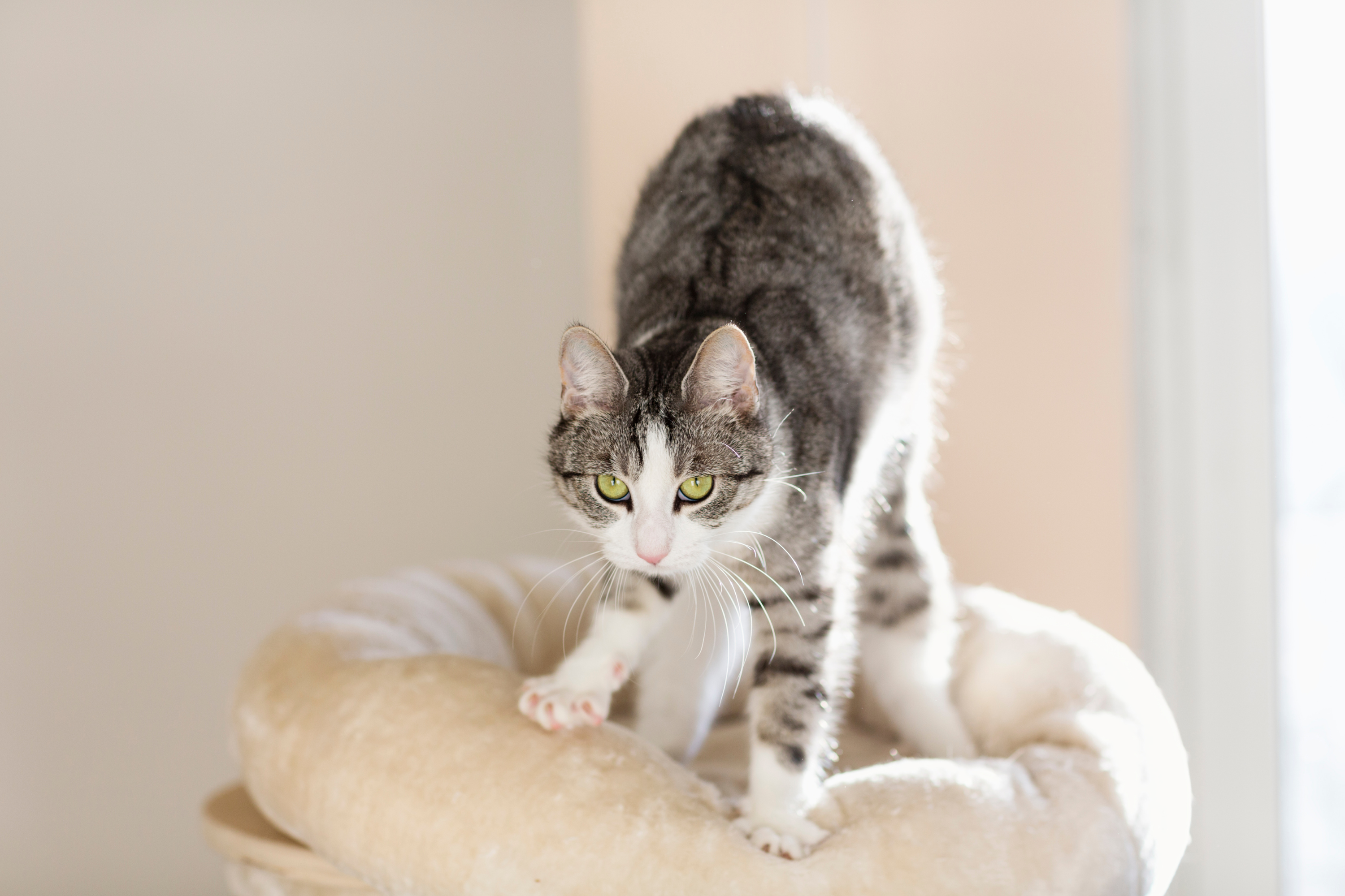 Perché il Gatto Impasta la Coperta? Scopri il Significato di Questo Dolce Comportamento