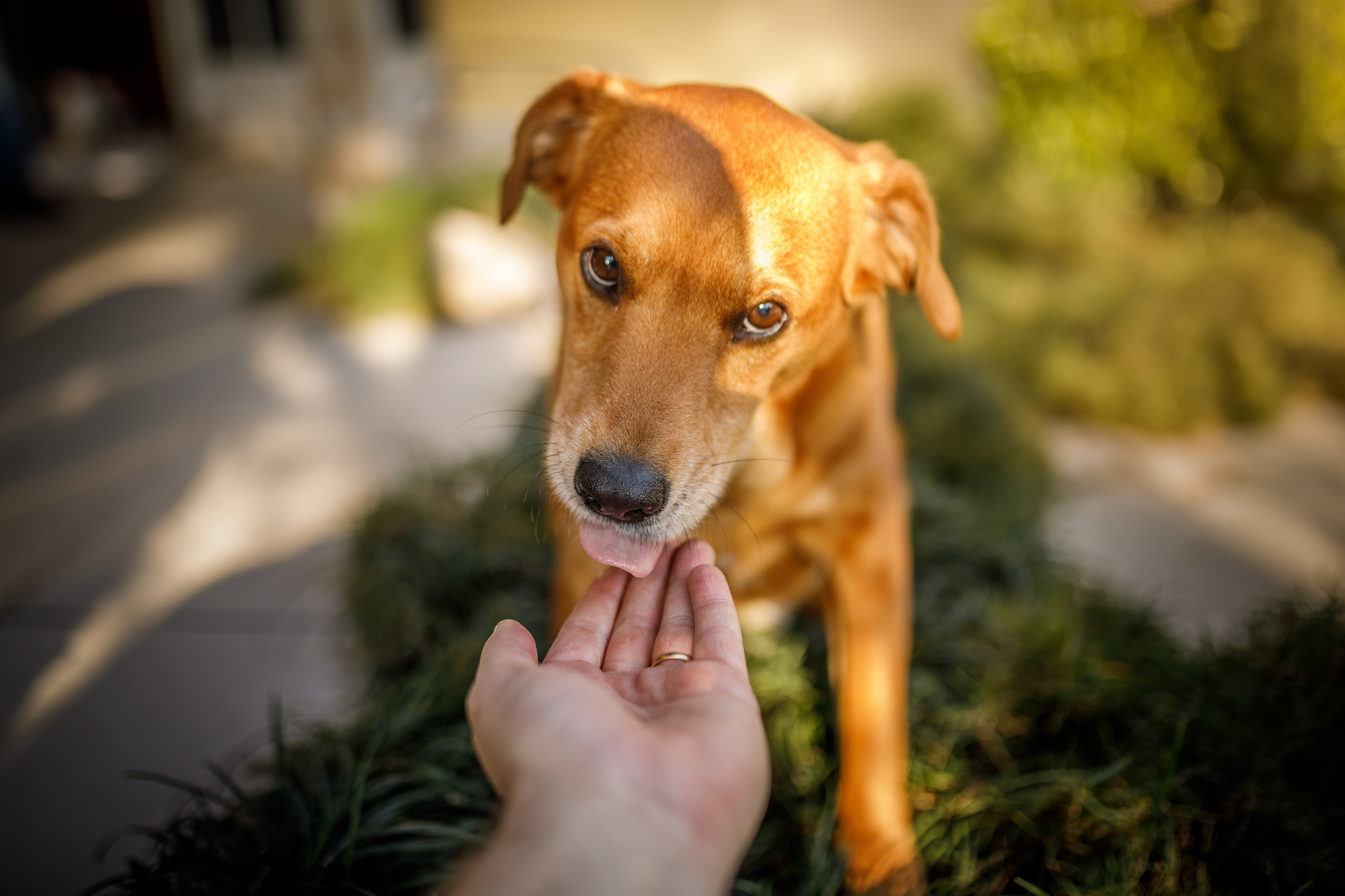 Perché il Tuo Cane Ti Lecca le Mani? Scopri i Segreti di Questo Comportamento