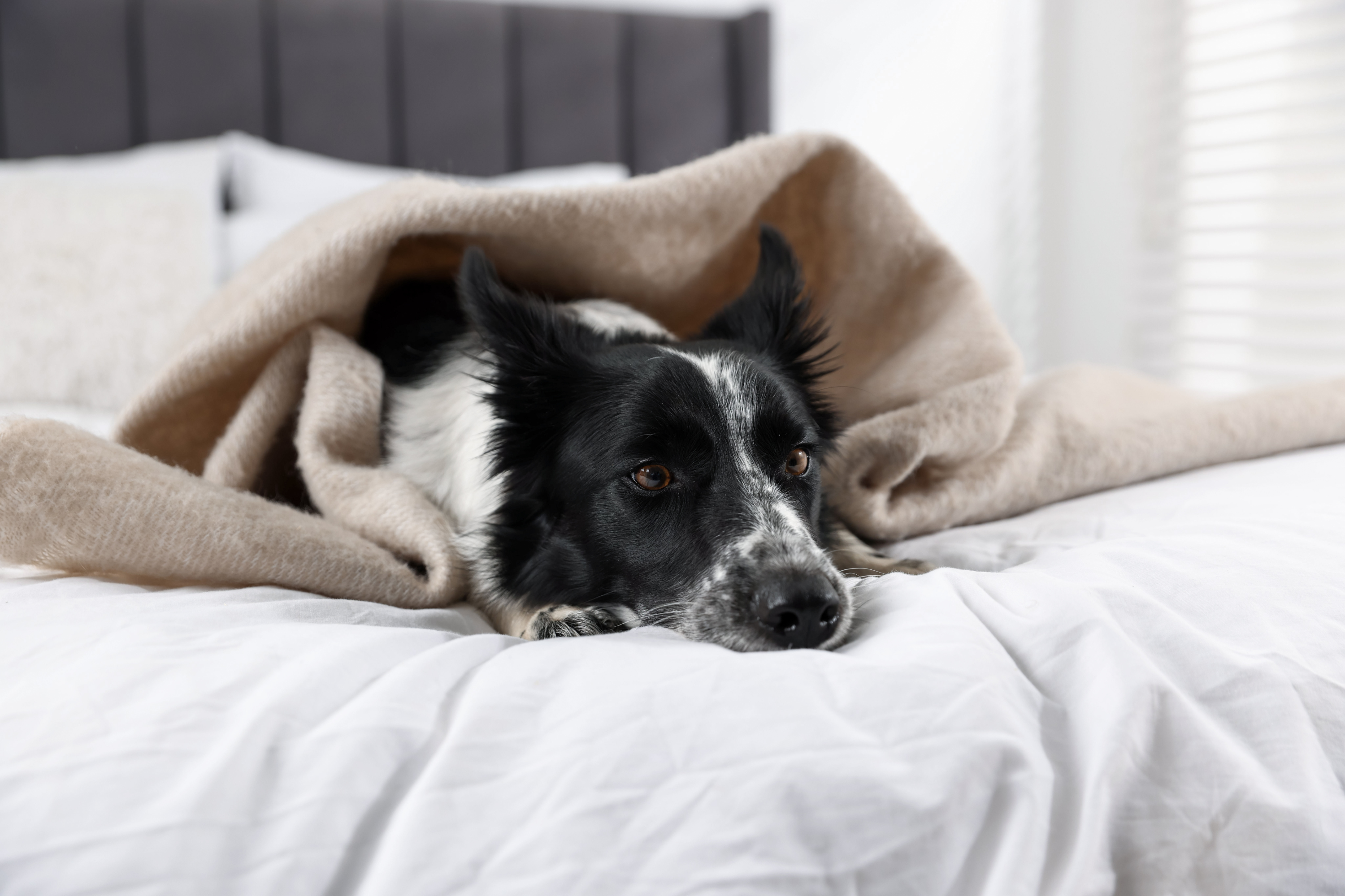Perché il cane dorme sul nostro letto? La scienza (e il cuore) dietro un'abitudine amatissima
