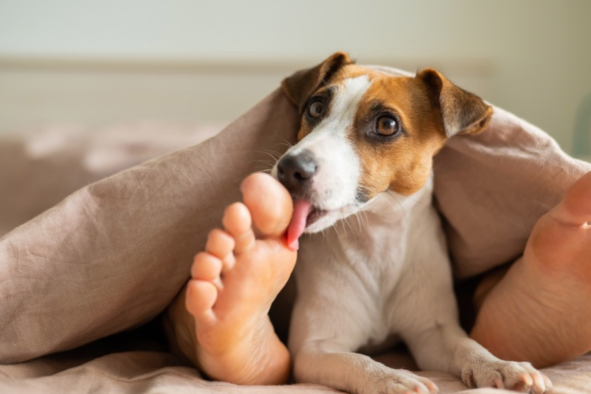 Perché il cane lecca i piedi? Tutti i motivi di un comportamento curioso