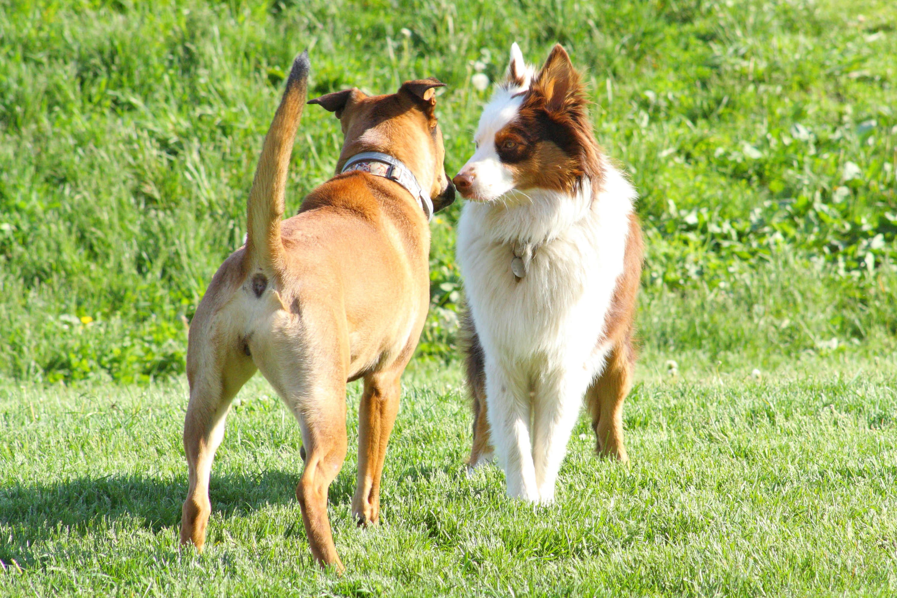 Perché il cane piange quando vede gli altri cani?