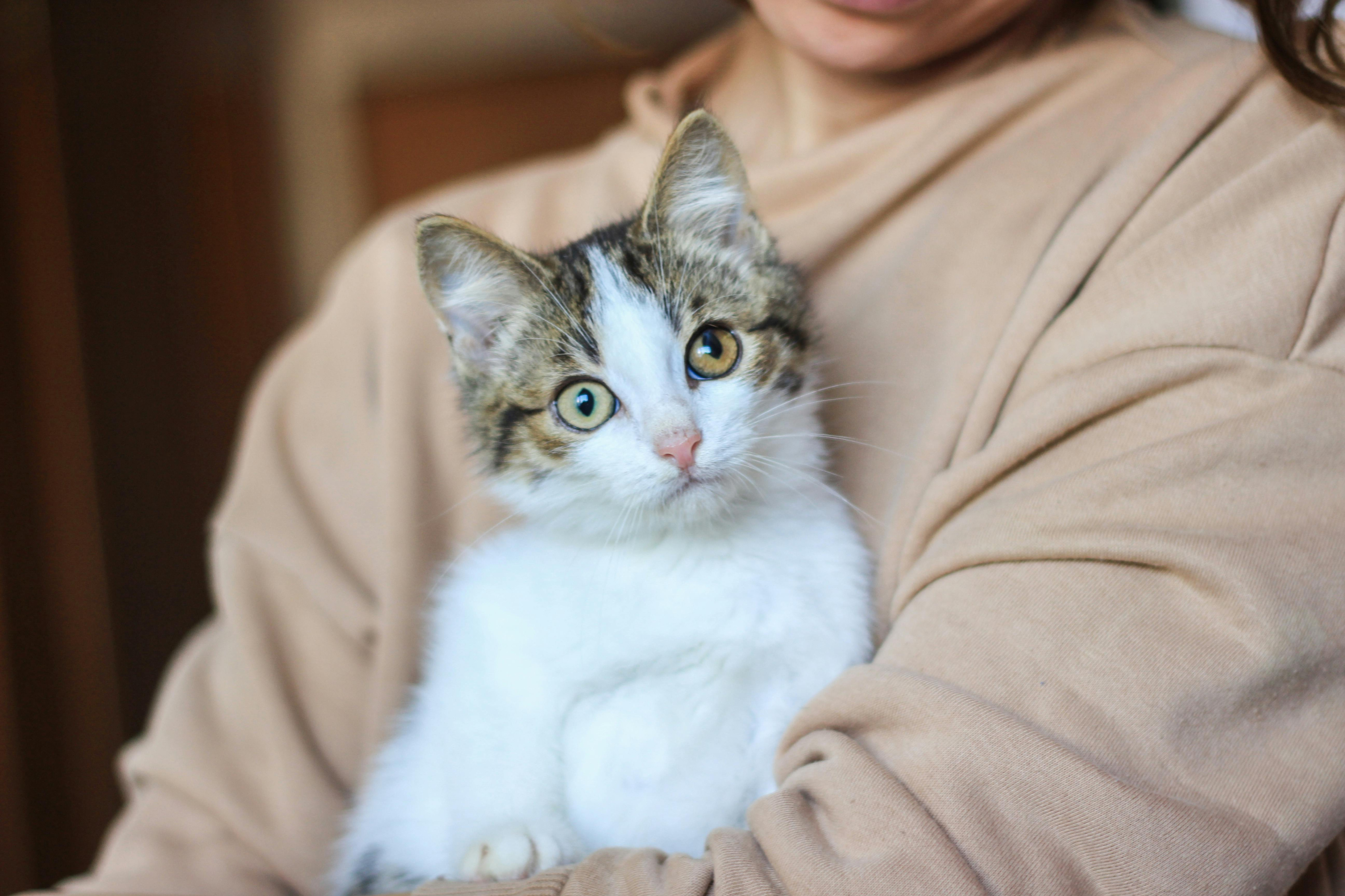 Perché il gatto morde mentre lo coccoli? La guida completa per capire il tuo felino