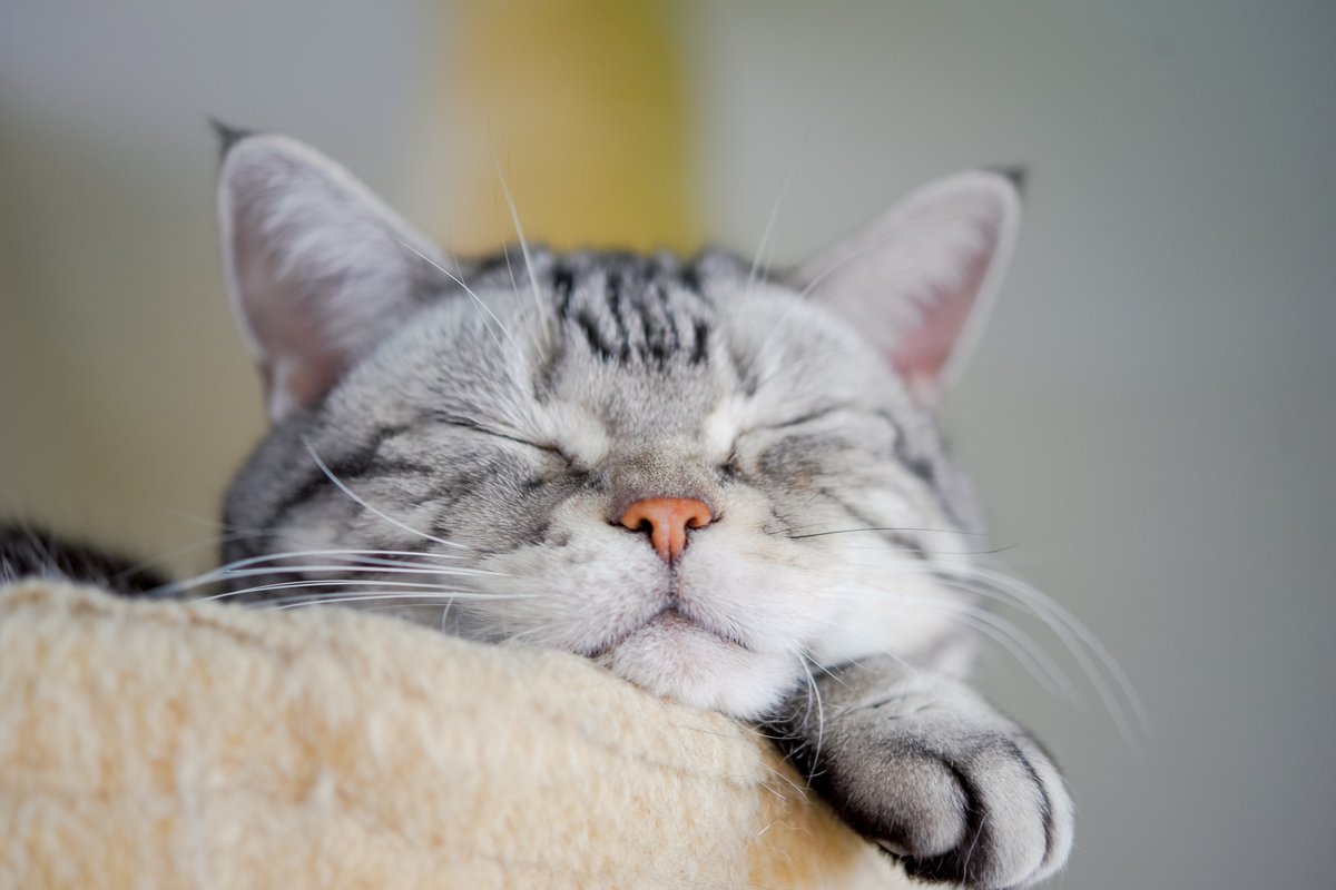 Perché il gatto muove la coda mentre dorme? Tutto quello che c'è da sapere