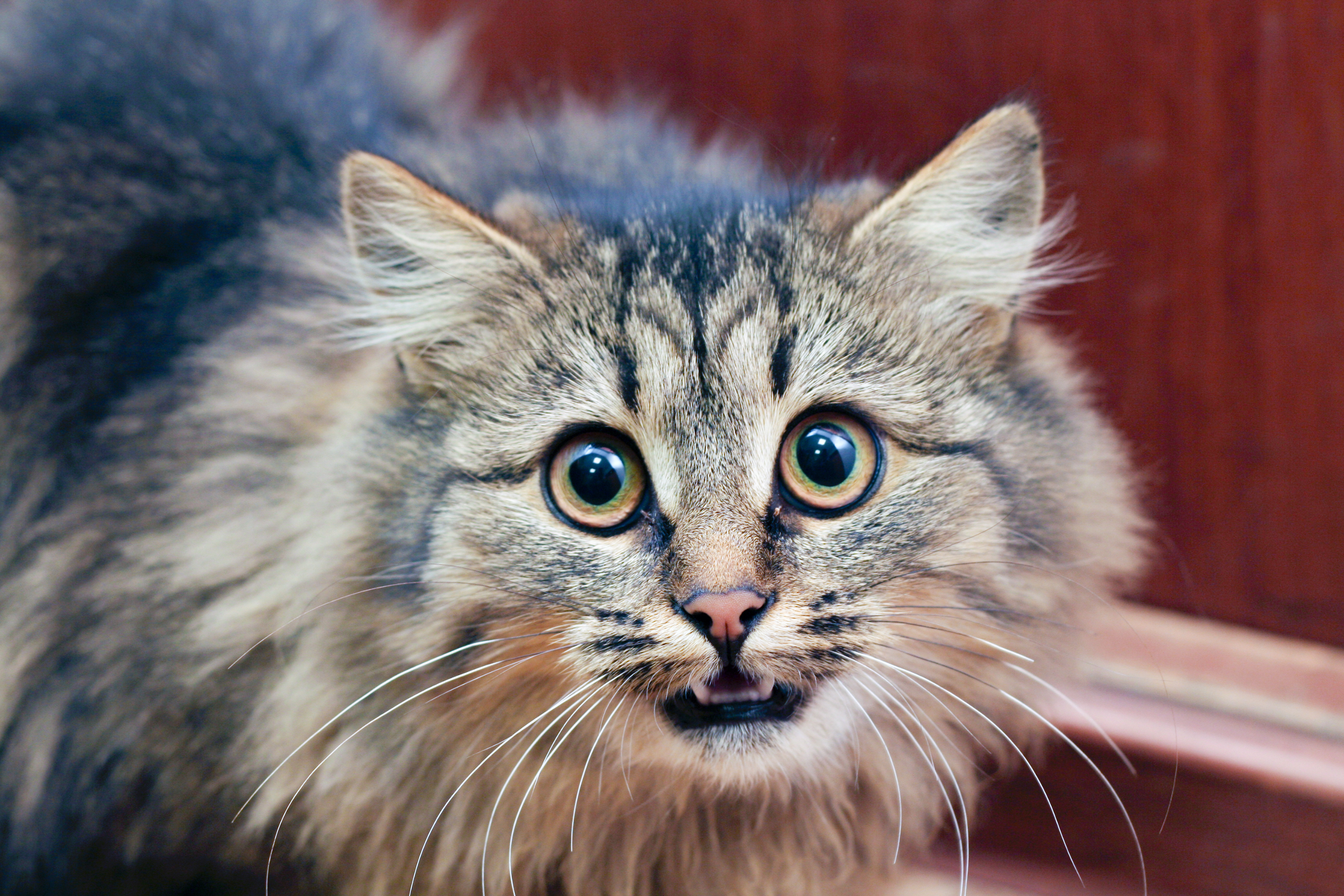 Perché il gatto ti fissa? Tutto quello che devi sapere sullo sguardo felino