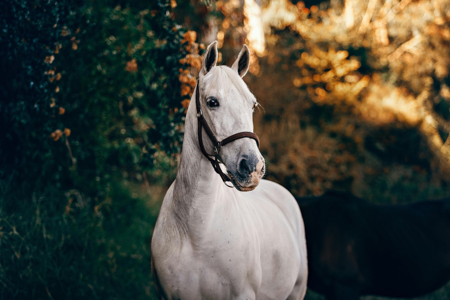 Biotina per Cavalli: Nutriente Essenziale per la Salute Equina