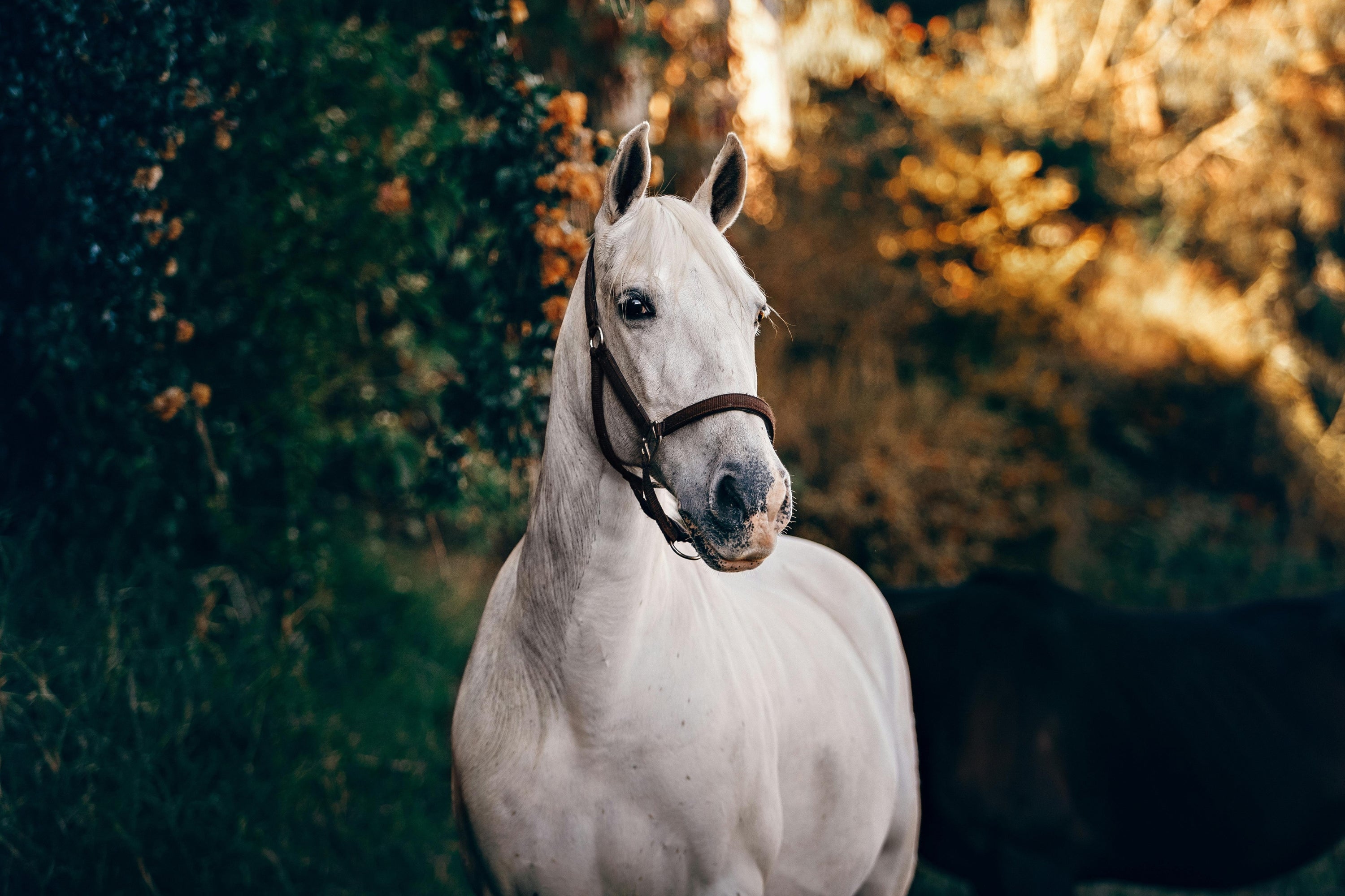 Biotina per Cavalli: Nutriente Essenziale per la Salute Equina