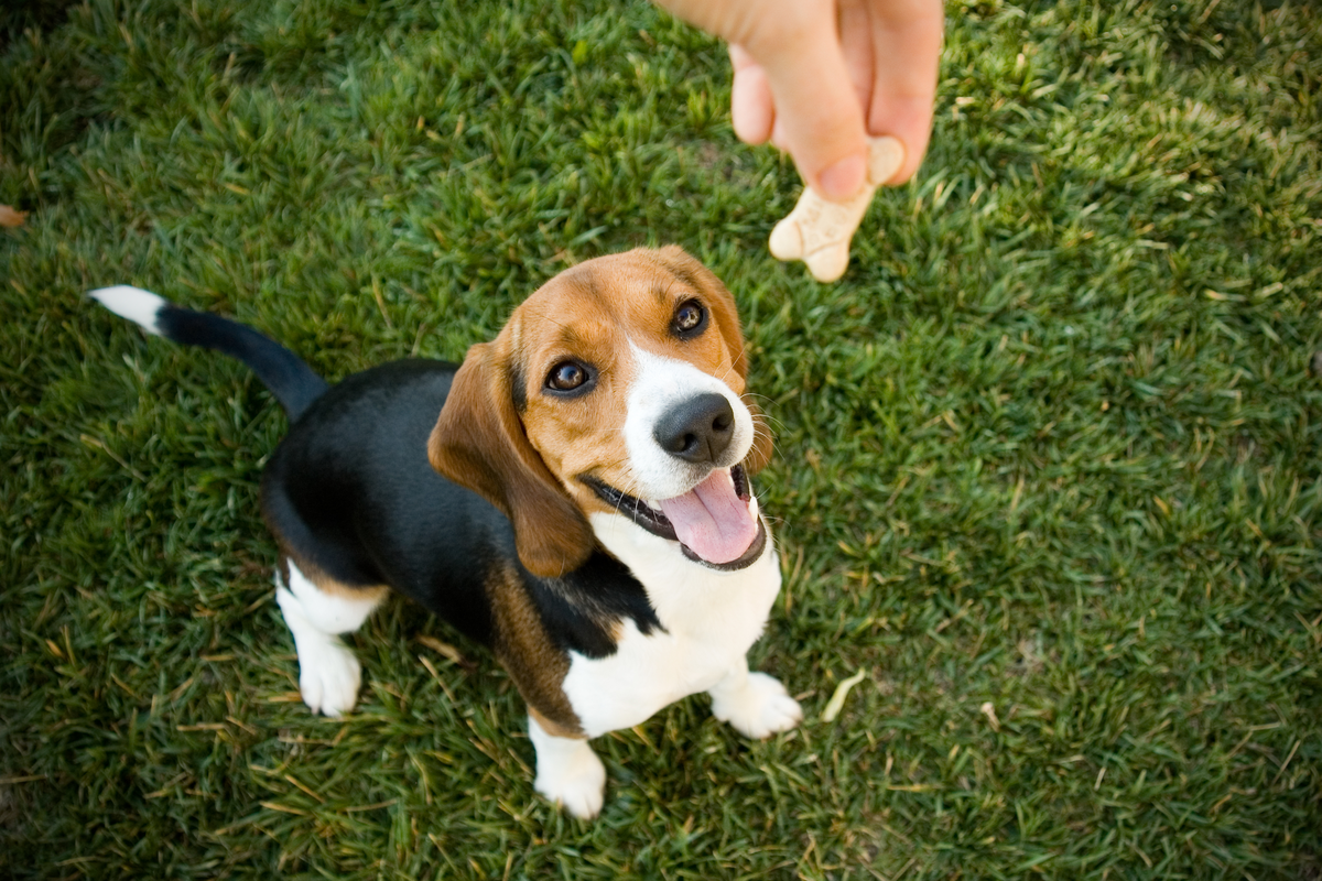 Quando dare il premietto al cane: guida completa