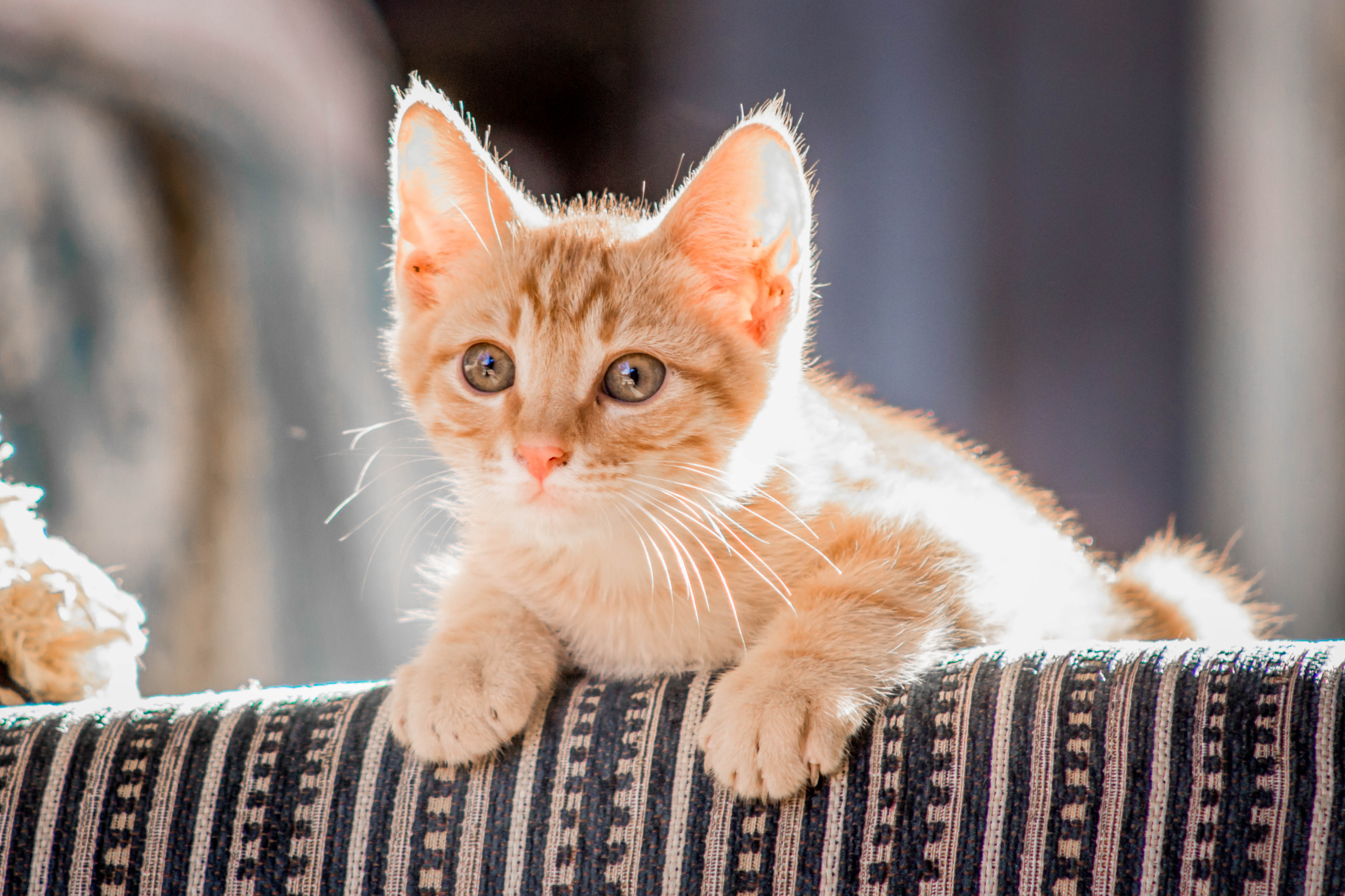 Quante volte devono mangiare i gatti? La guida completa per un'alimentazione felina corretta