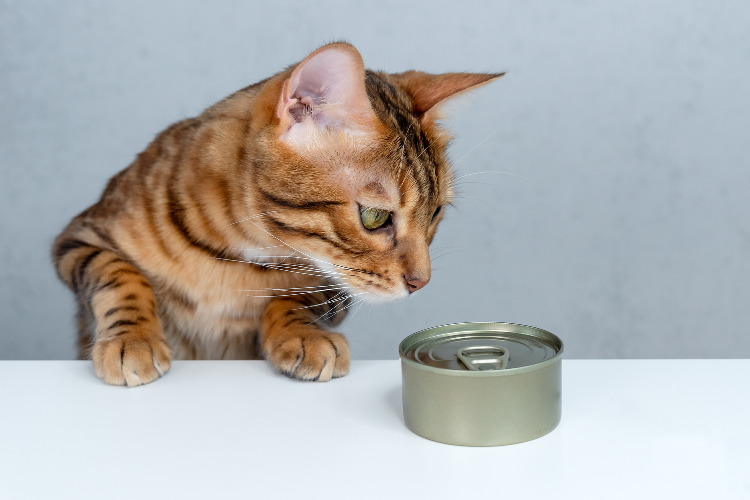 i gatti possono mangiare il tonno in scatola? La verità che ogni proprietario dovrebbe conoscere