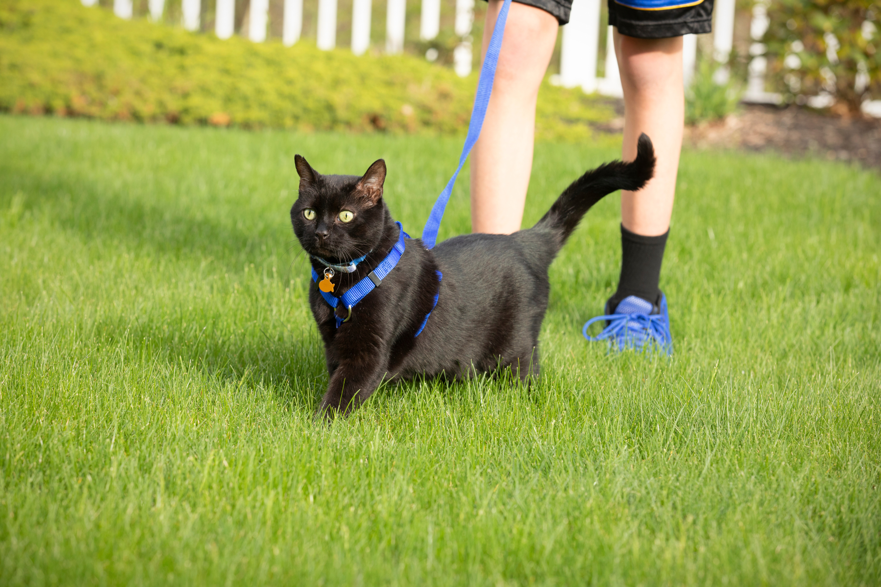 Si può portare il gatto al guinzaglio?