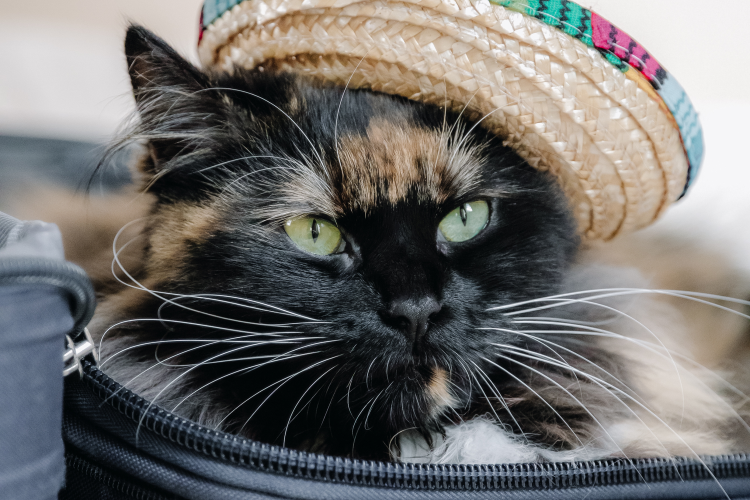 Si può portare il gatto in vacanza? Guida completa per viaggiare senza stress