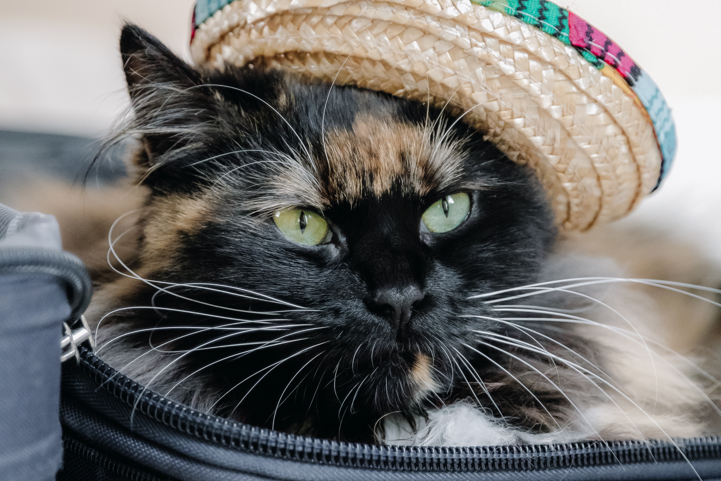 Si può portare il gatto in vacanza? Guida completa per viaggiare senza stress