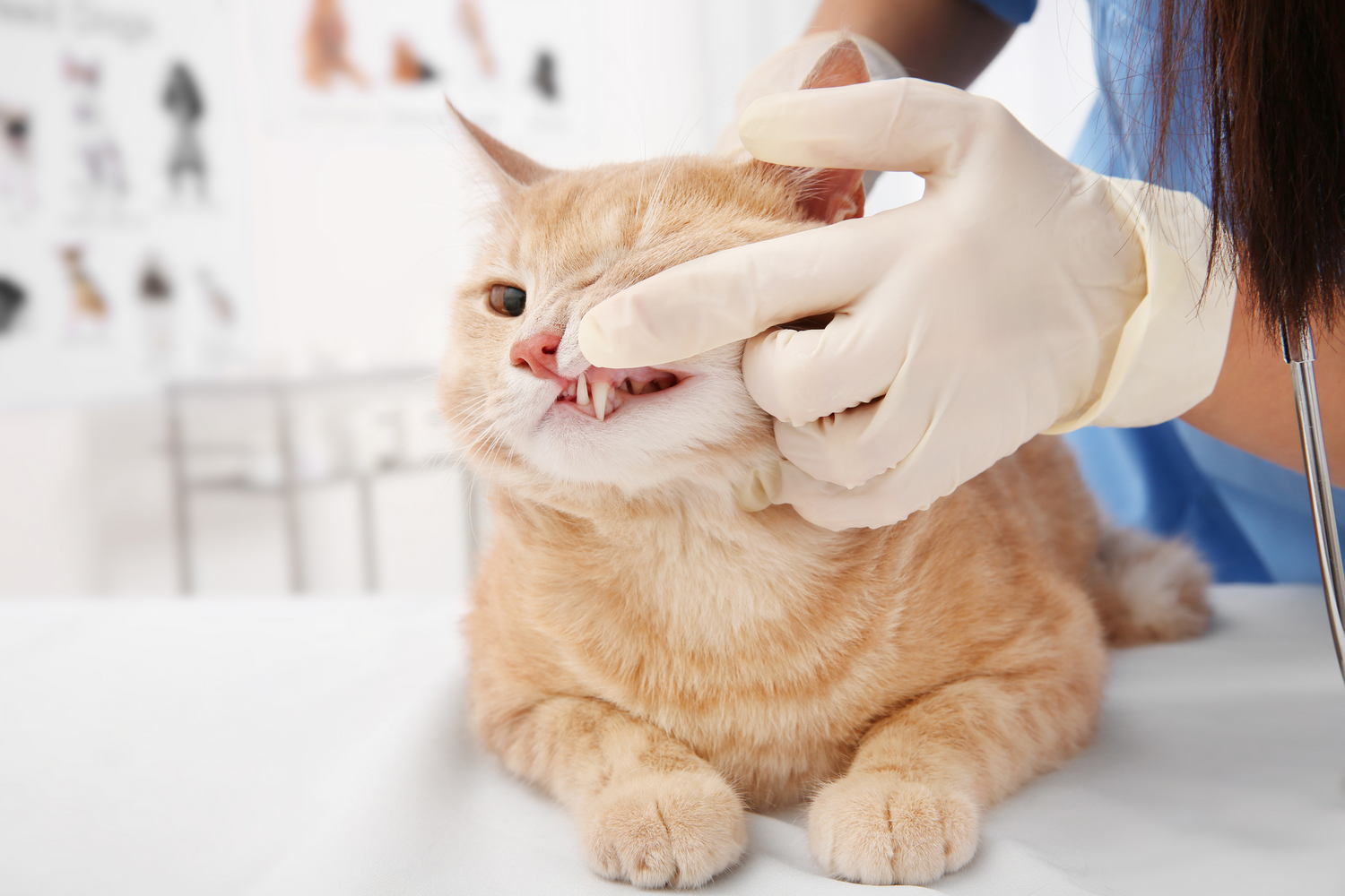 Stomatite nel Gatto: Guida Completa su Sintomi, Rimedi Naturali e Alimentazione