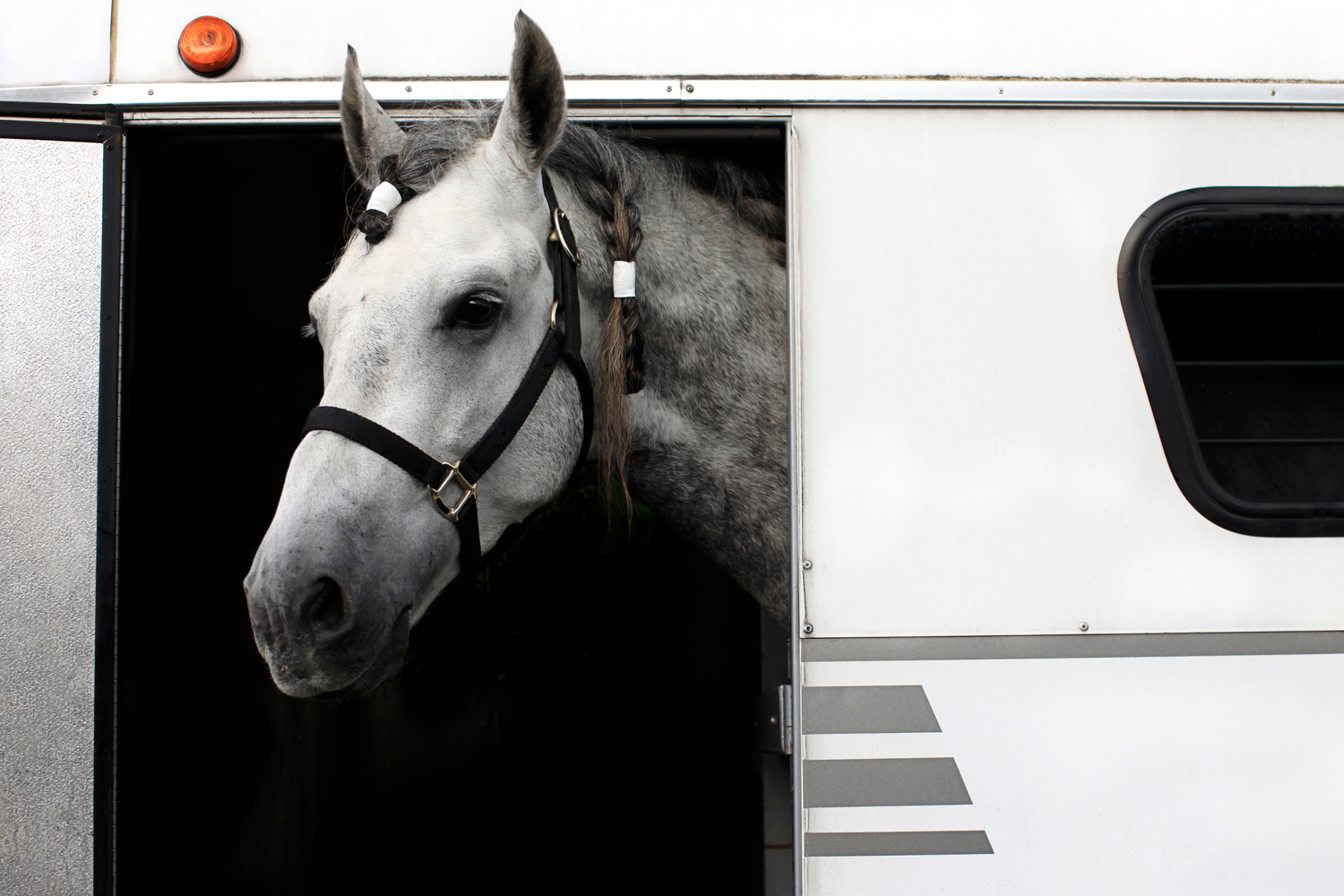 Stress da trasporto nel cavallo: cause, segnali e come proteggerlo davvero
