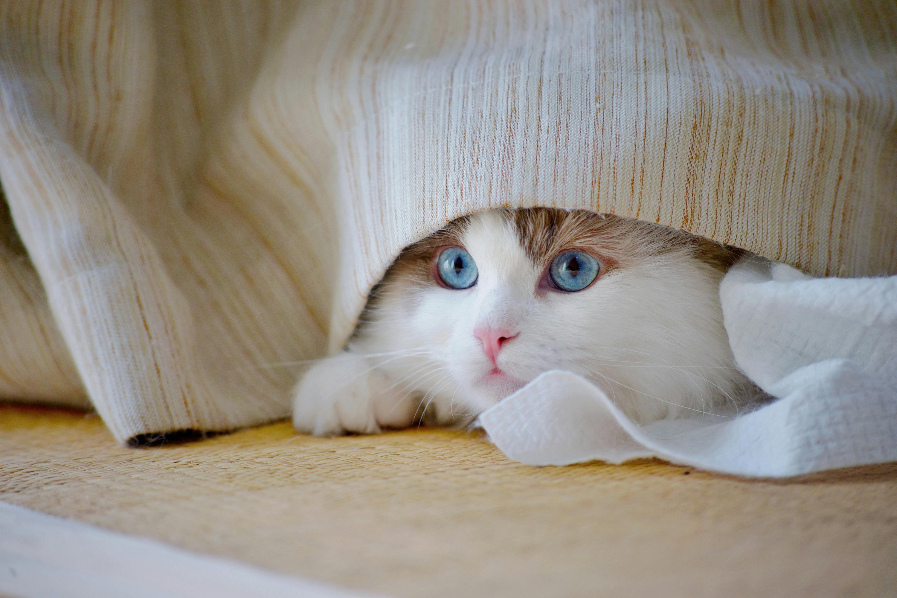 Stress delle feste per i gatti: 7 fattori che disturbano il tuo felino (e come risolverli)