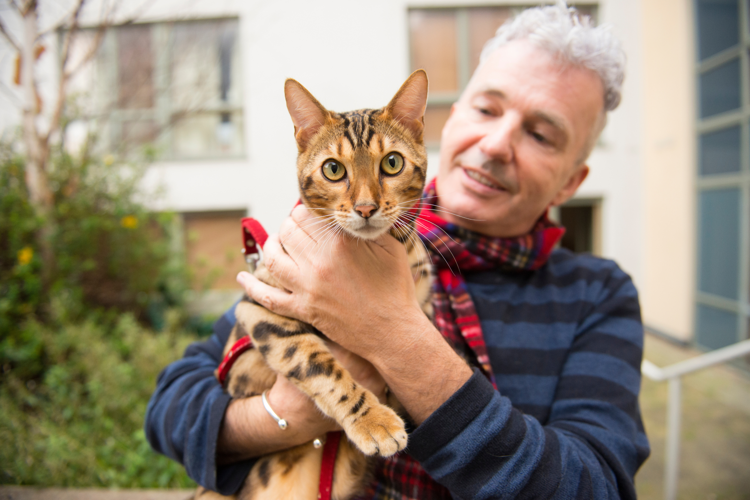 Via libera al nuovo farmaco che salverà migliaia di gatti malati di FIP