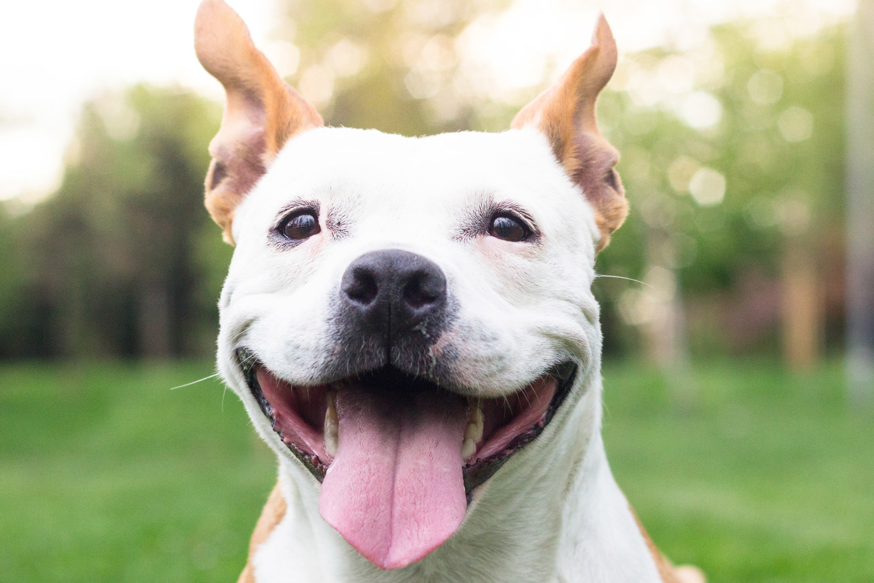 Guida Completa alla dermatite nei cani