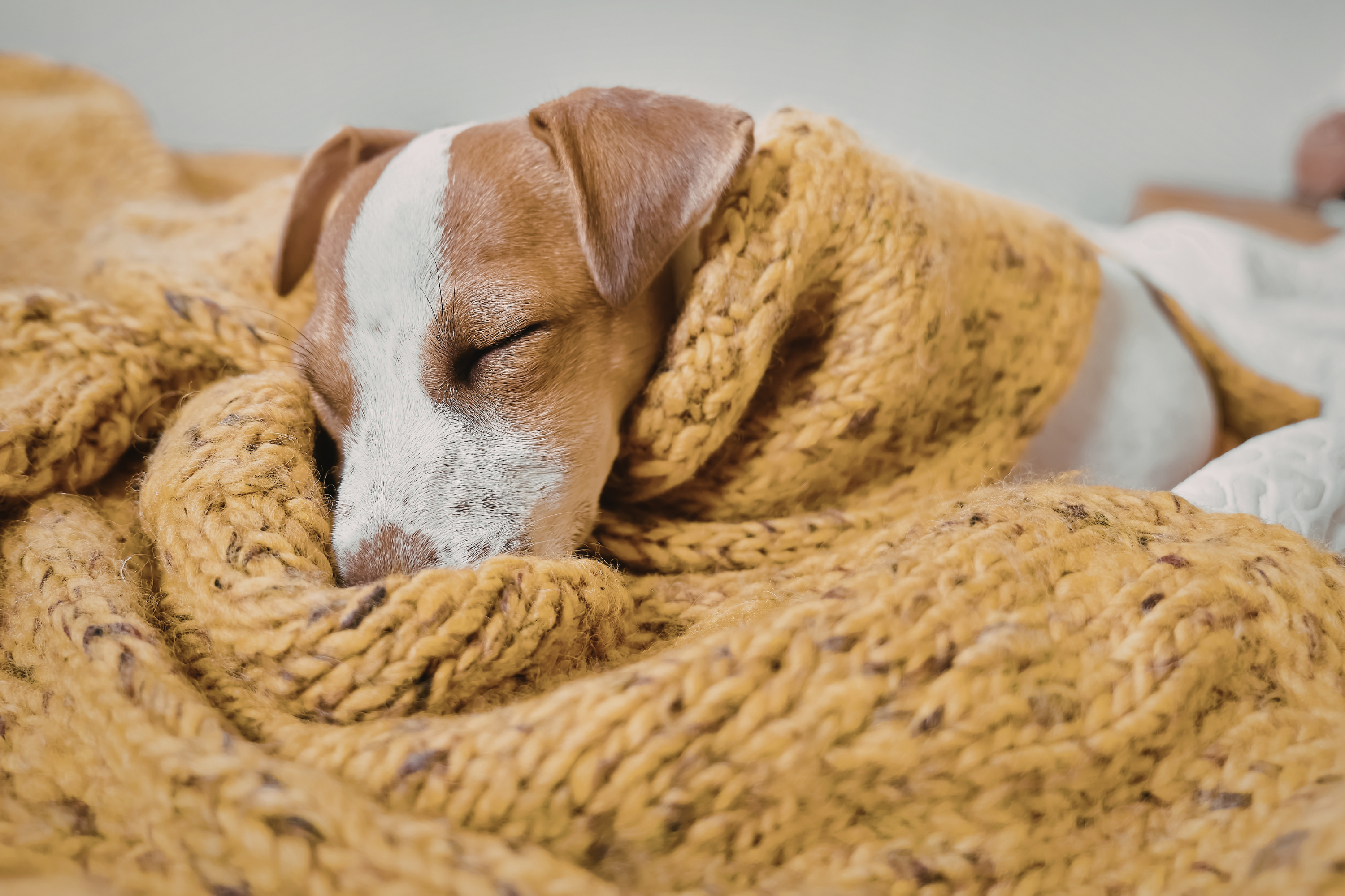 Perché il cane dorme a ciambella? La scienza dietro una posizione adorabile