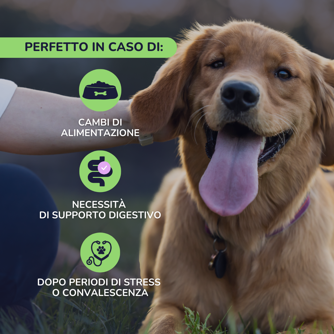 VITAFLORA: L'Integratore Probiotico per il Benessere Intestinale del Cane