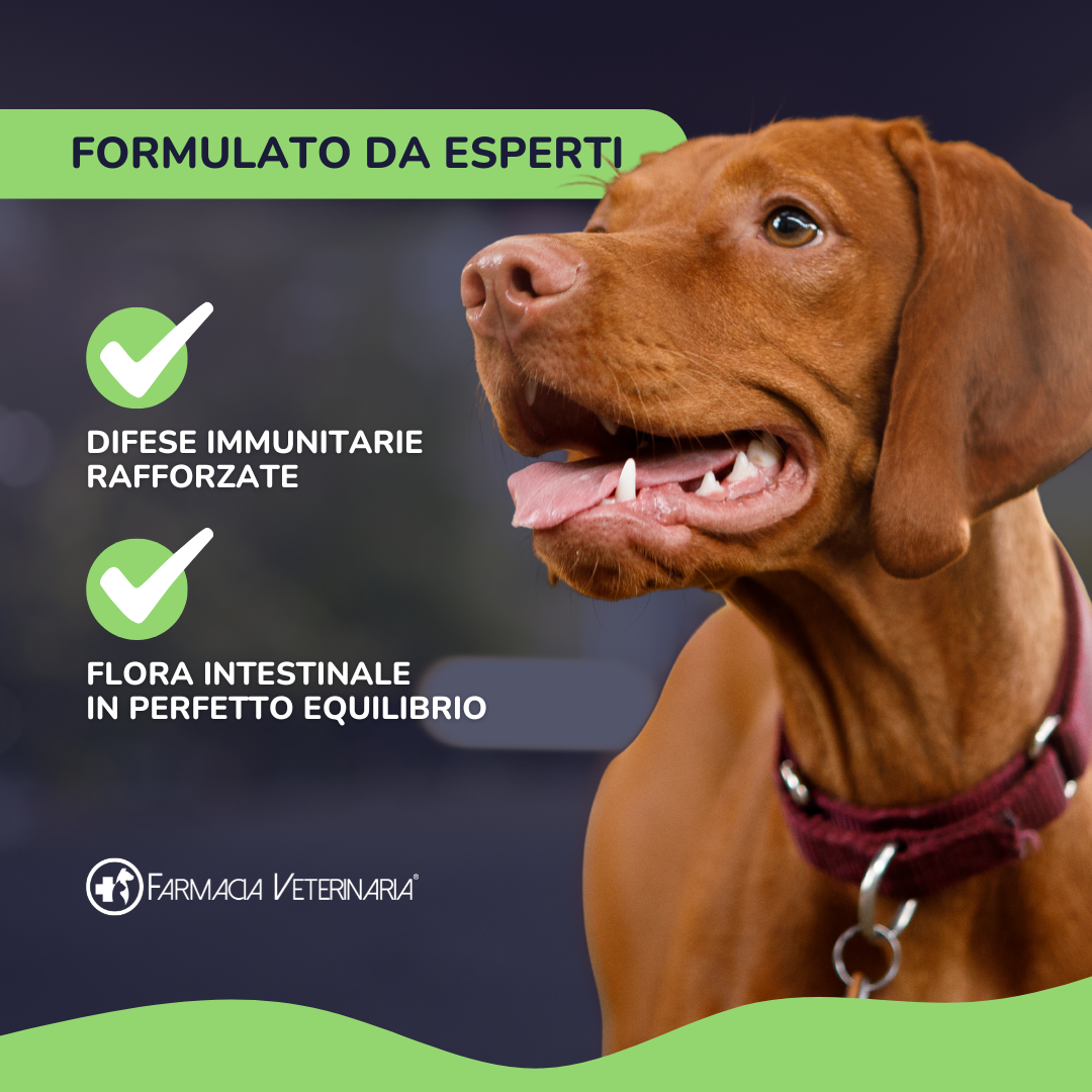 VITAFLORA: L'Integratore Probiotico per il Benessere Intestinale del Cane