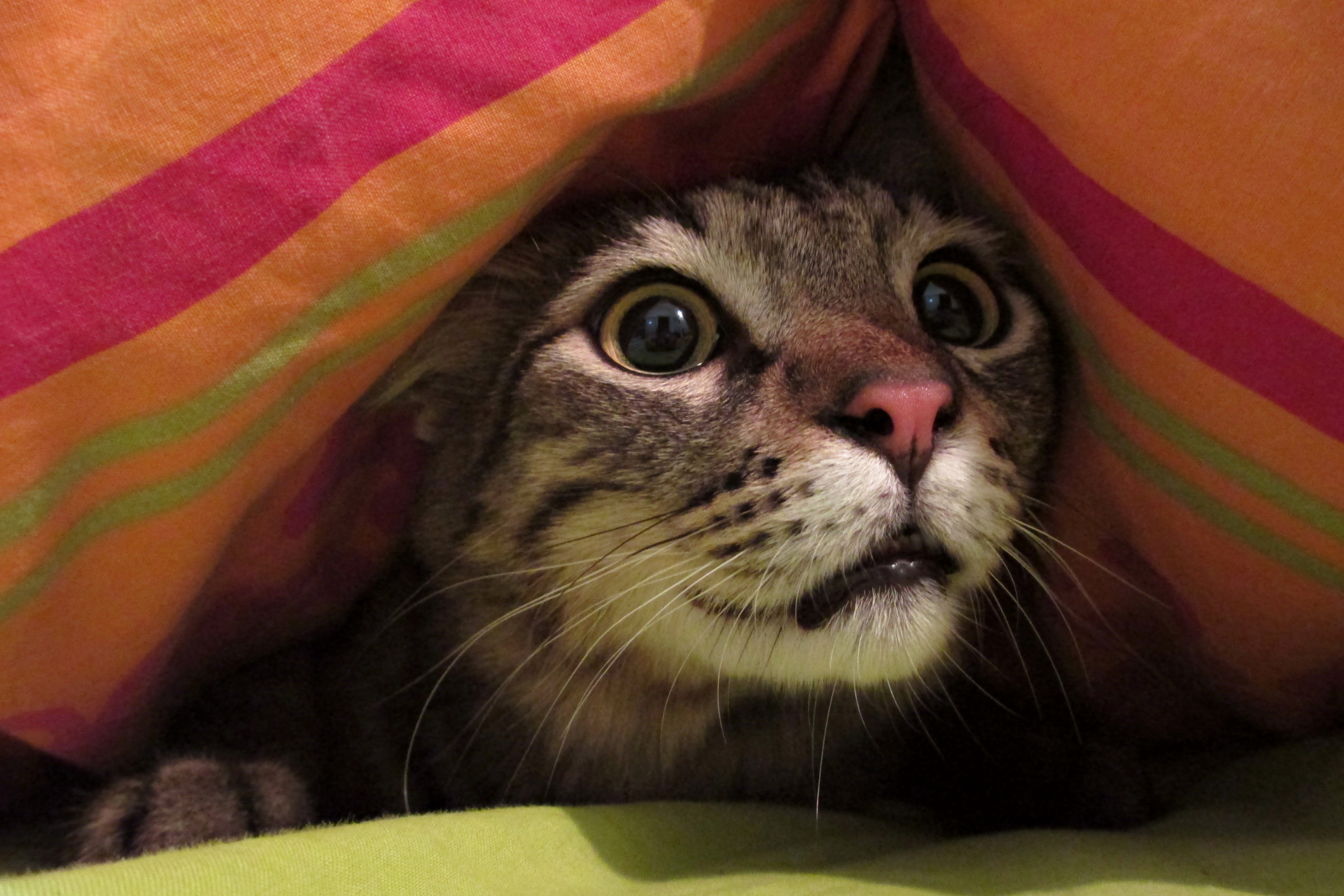 4 Segnali Inequivocabili che il Tuo Gatto ha Paura