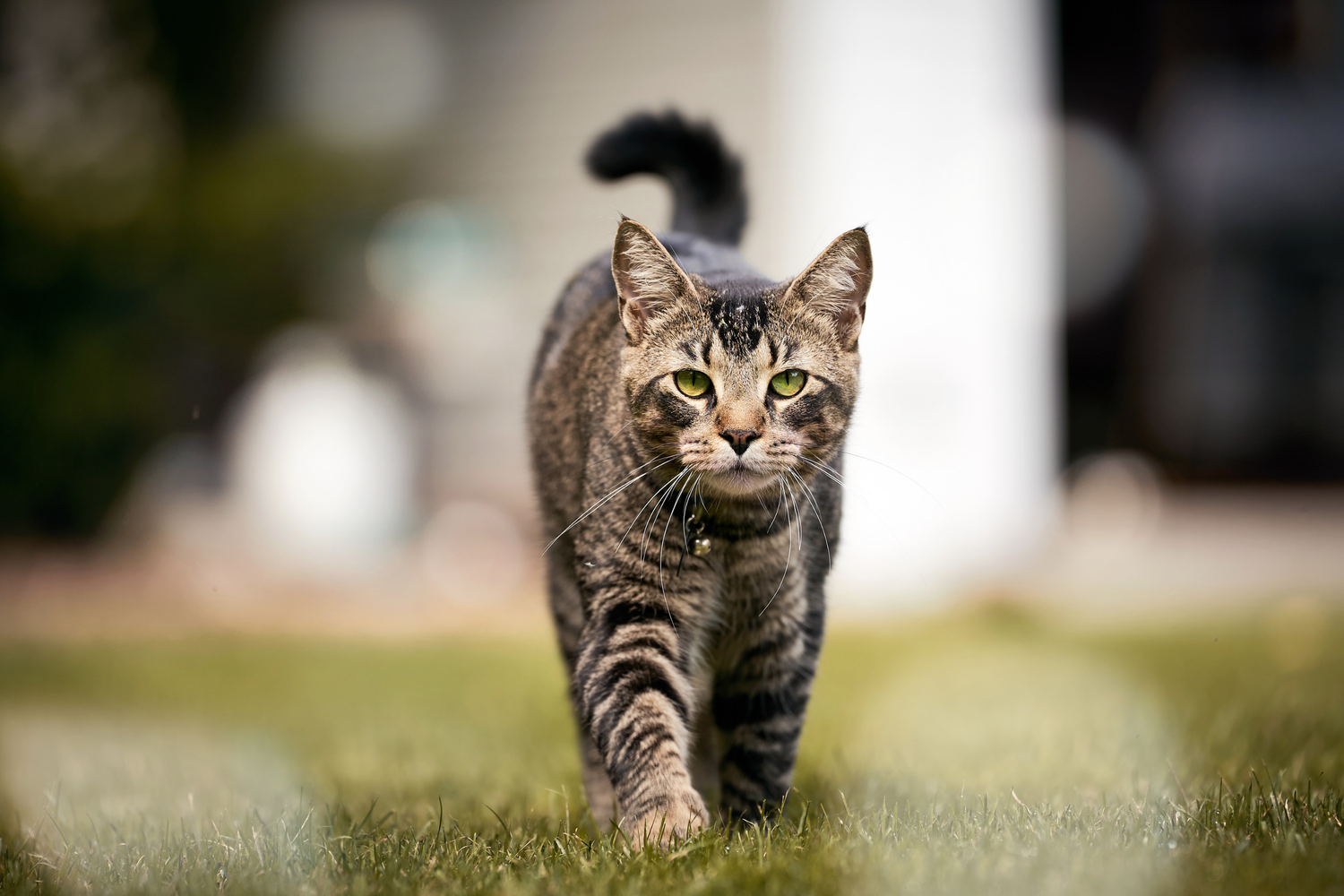 4 segnali che il gatto sta cacciando: come riconoscere l'istinto predatorio