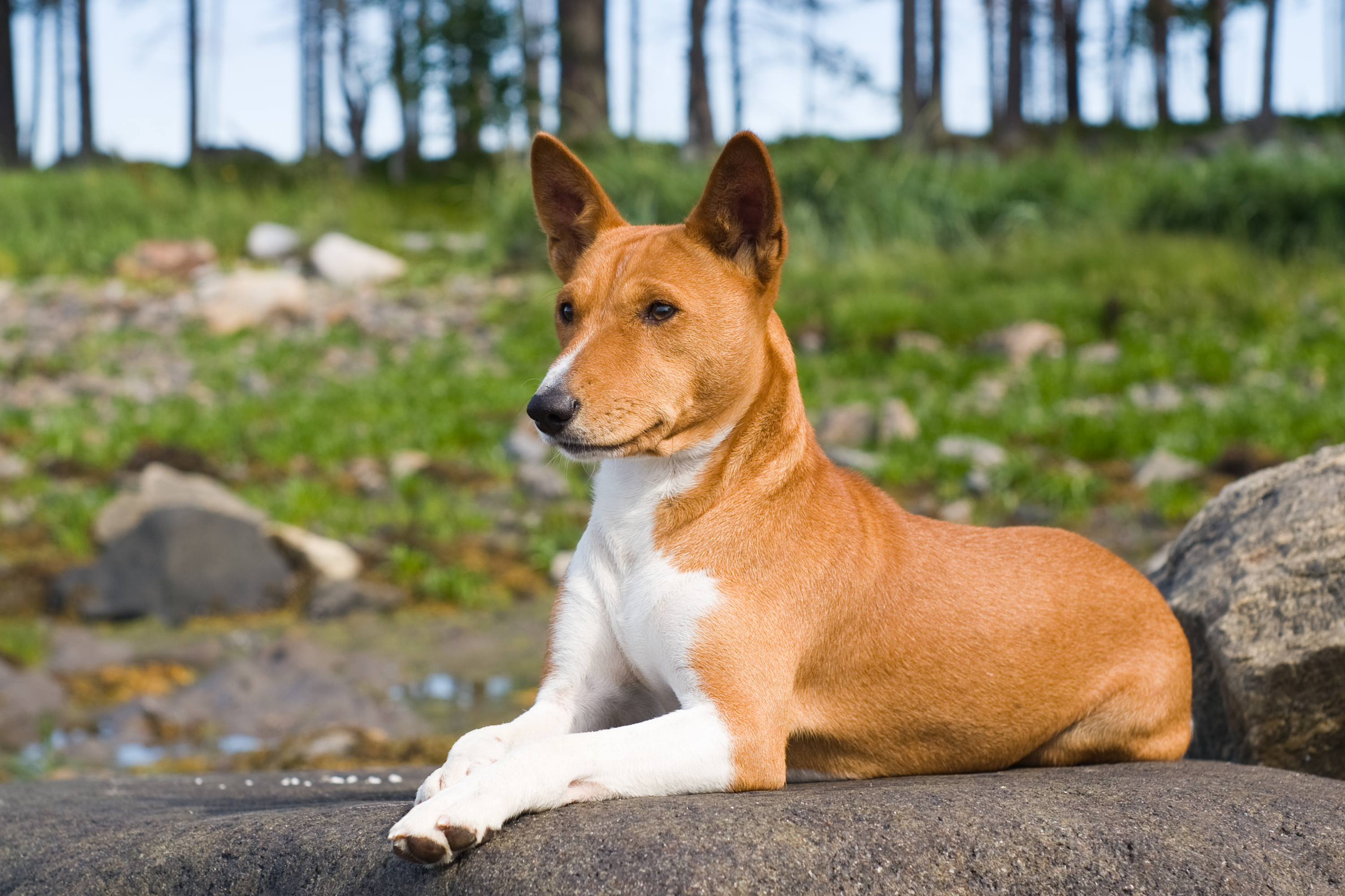 5 Alimenti Essenziali per un Pelo Lucido e Sano nel Tuo Cane
