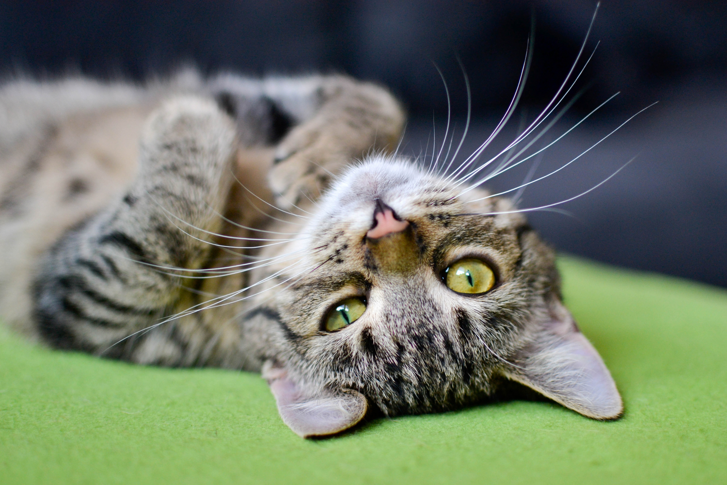 5 Comportamenti Umani che i Gatti Odiano