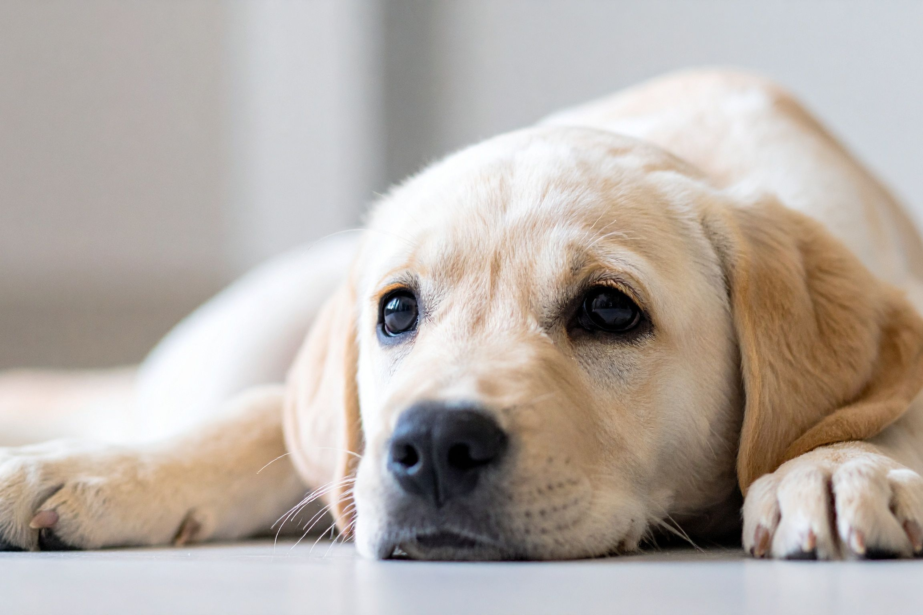 5 Razze di Cane Adatte ai Bambini: La Guida Completa per le Famiglie