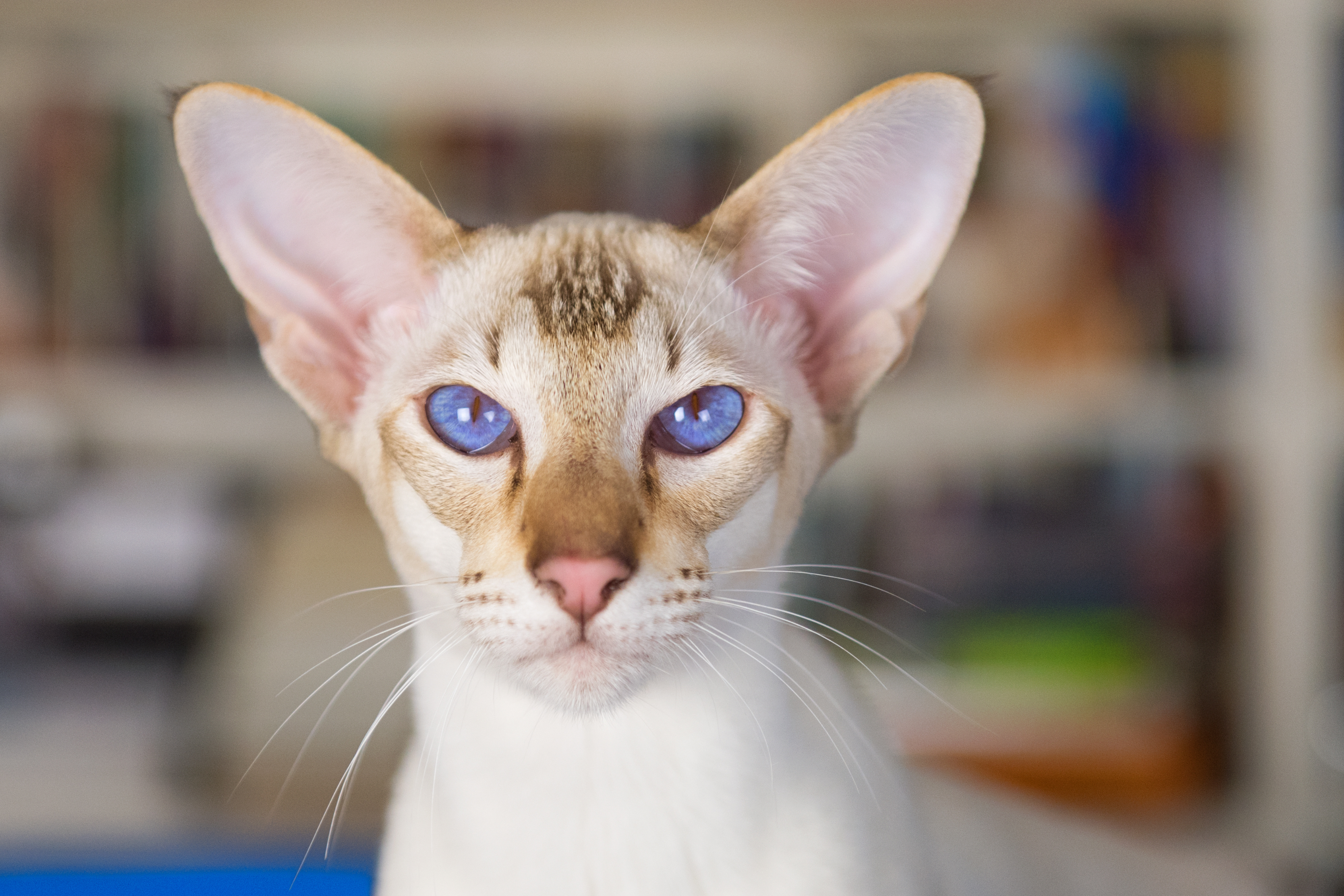 5 Razze di Gatti che Perdono Poco Pelo