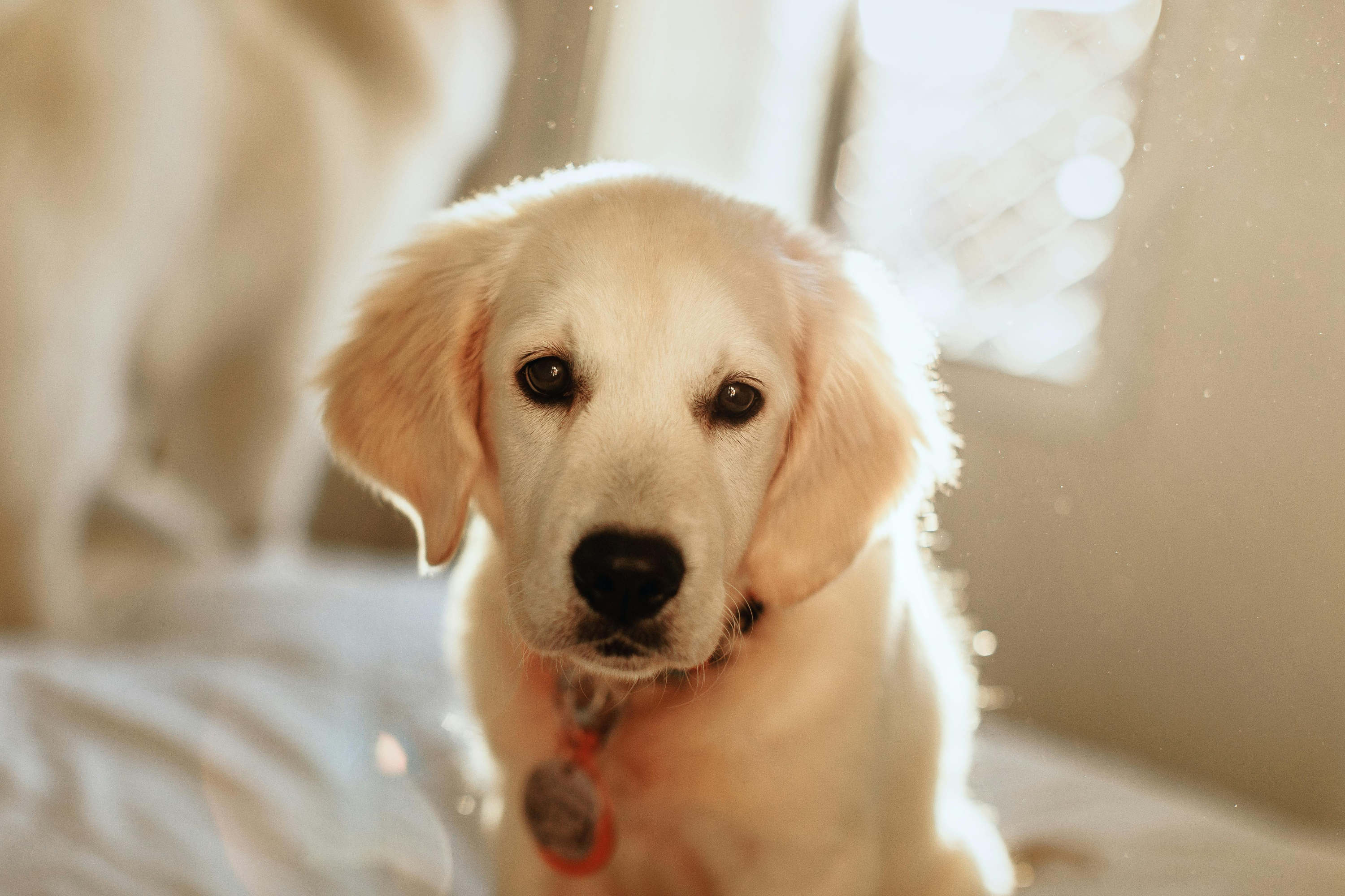 5 alimenti che il tuo cane dovrebbe mangiare (e Che Forse Stai Ignorando)