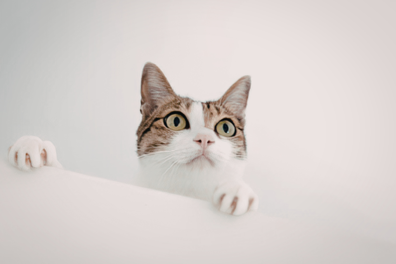 5 cibi preferiti del gatto: cosa mangiano davvero i felini e come nutrirli al meglio