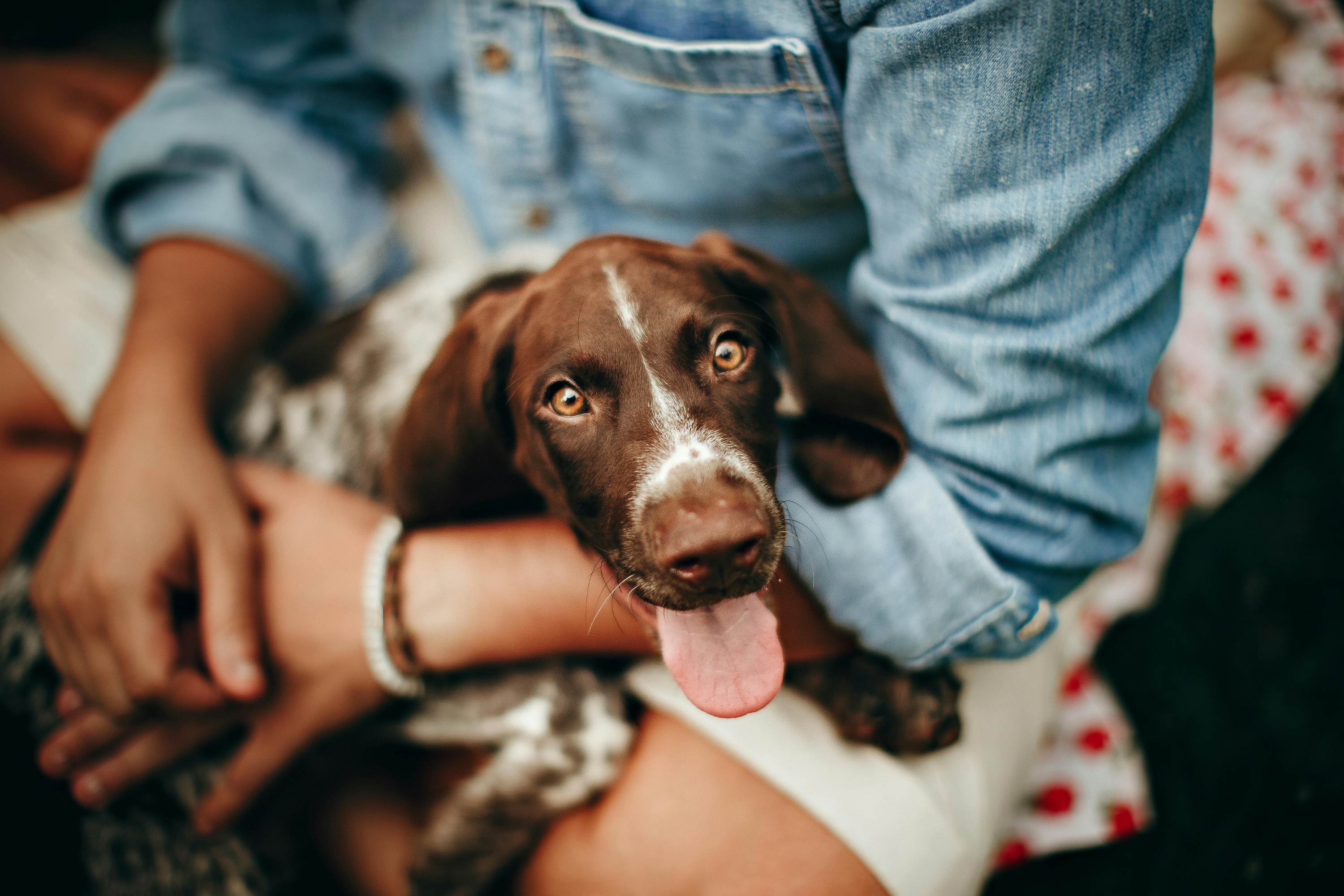 5 comportamenti umani che spaventano il cane (e che facciamo senza accorgercene)