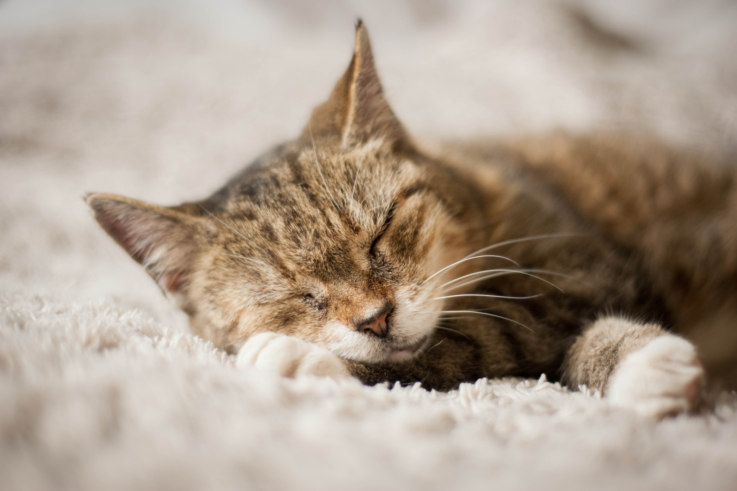 5 gesti che il gatto fa quando si sente al sicuro: la guida completa al linguaggio felino