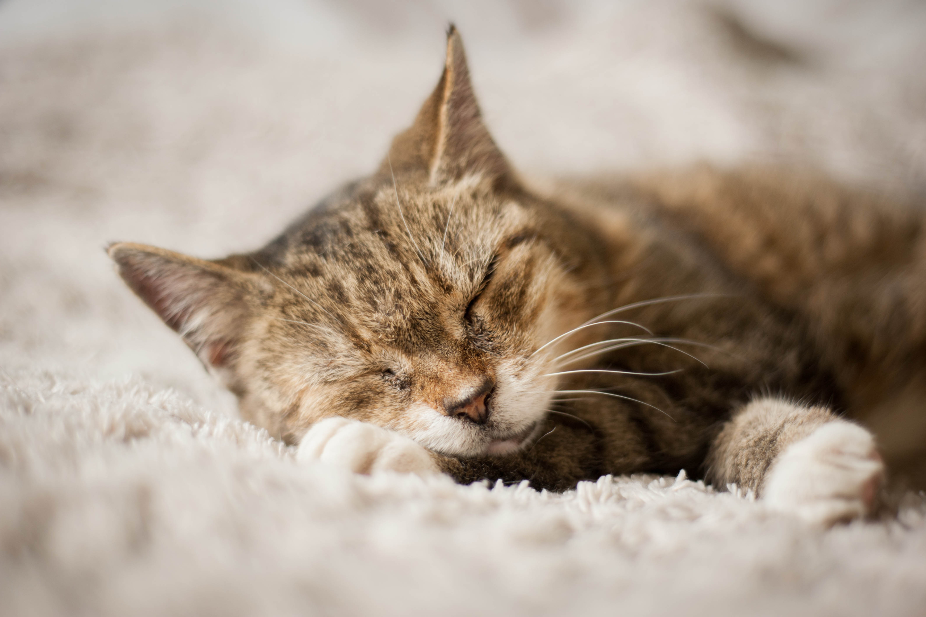 5 gesti che il gatto fa quando si sente al sicuro: la guida completa al linguaggio felino