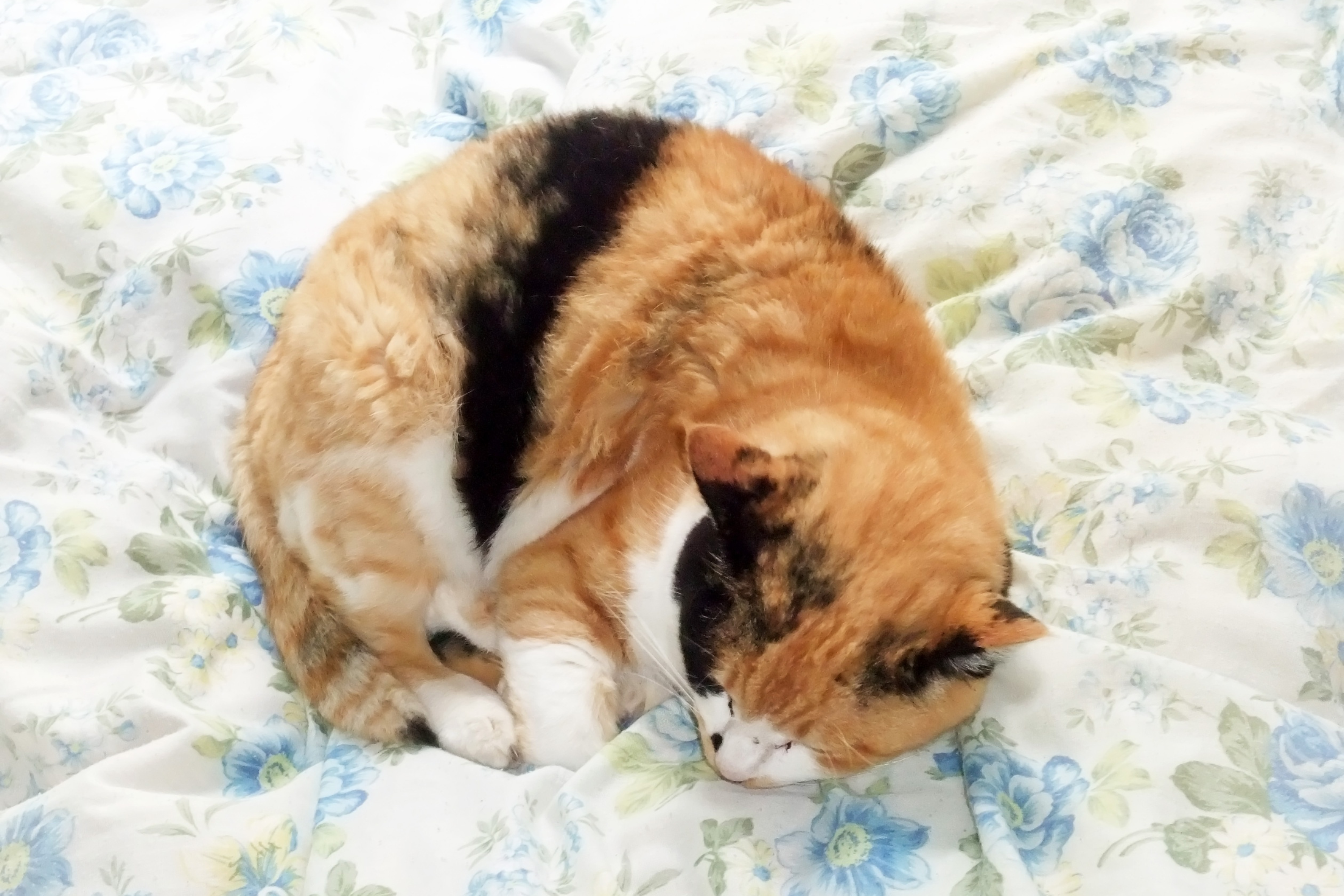 5 segnali che il tuo gatto ha freddo: come riconoscerli e proteggere il tuo felino