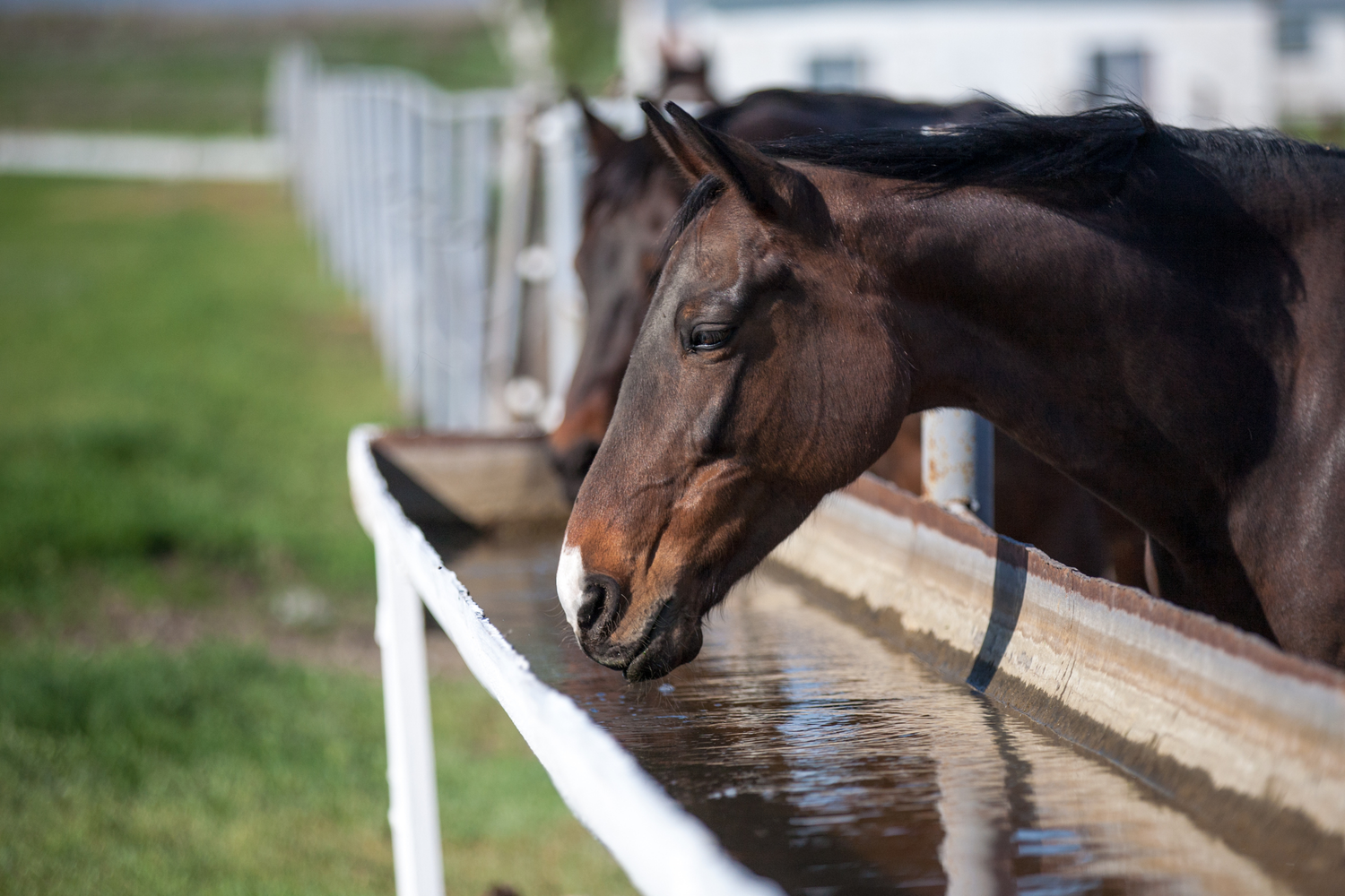 6 Aspetti Importanti sul Consumo di Acqua nei Cavalli
