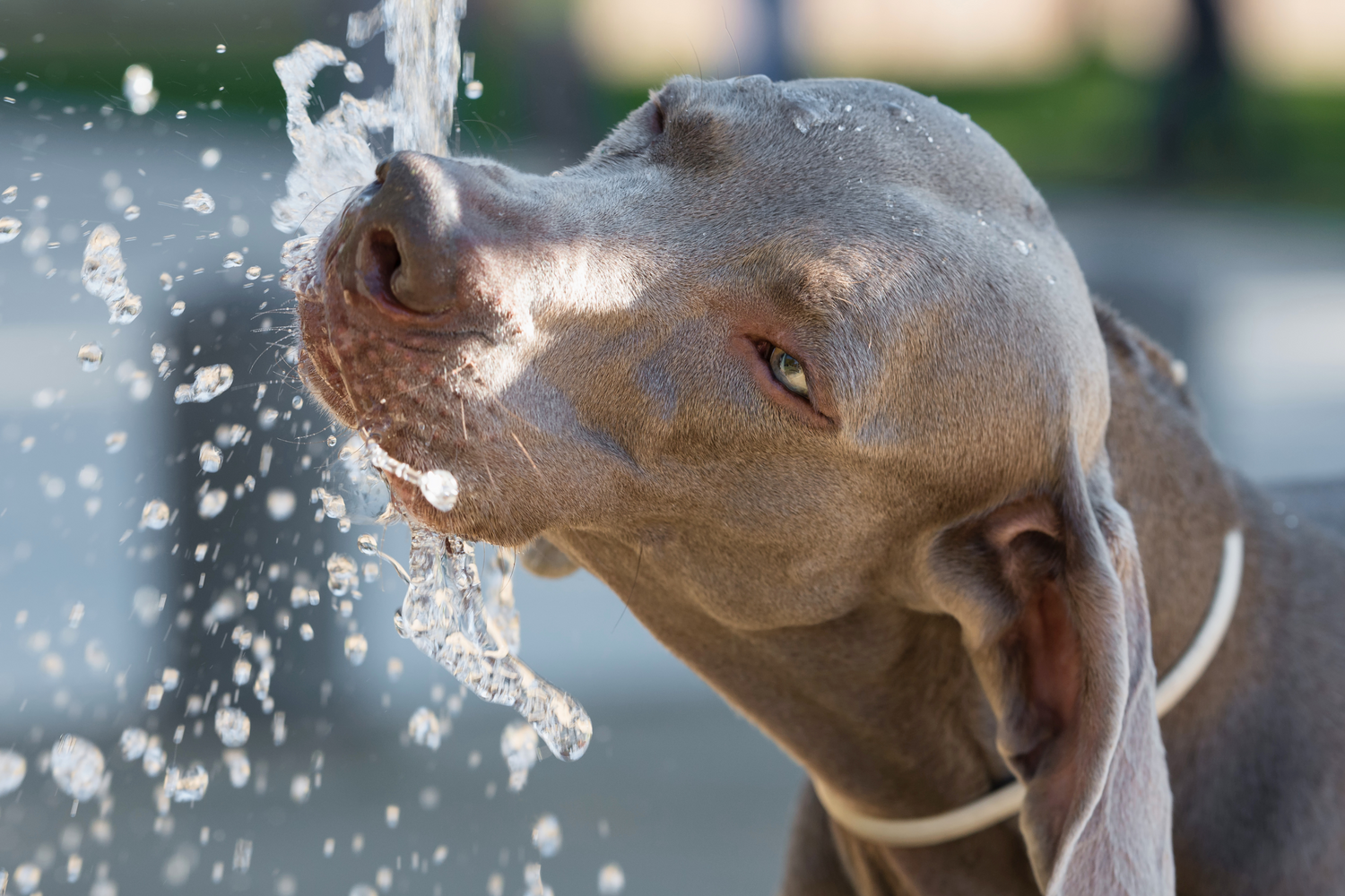 6 Sintomi del Colpo di Calore nel Cane: Riconoscili Subito