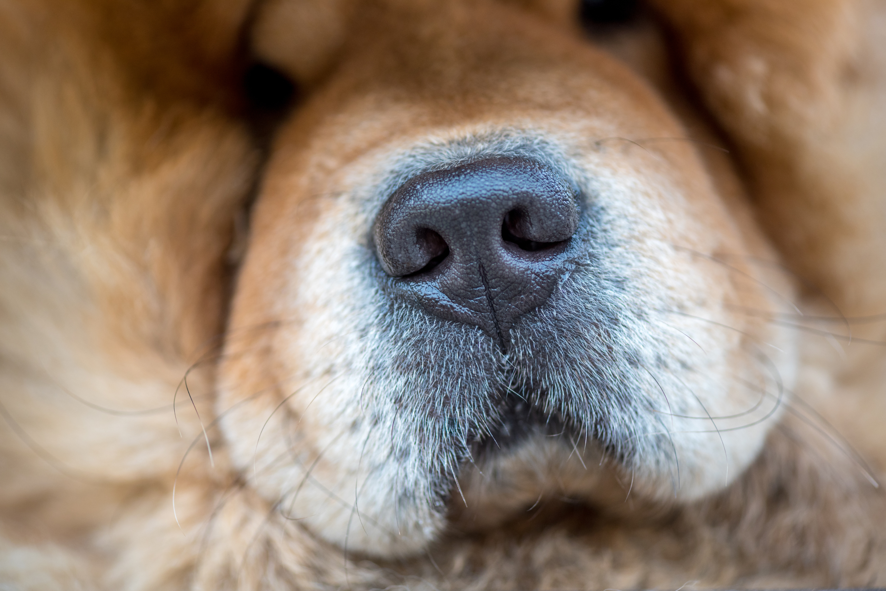 A Cosa Serve la Scalanatura tra il Naso e il Labbro Superiore del Cane?