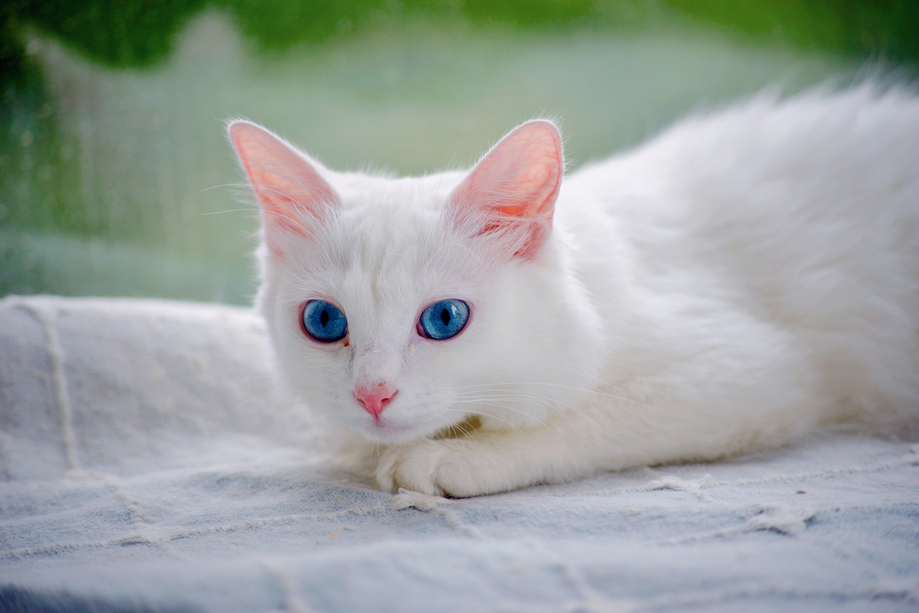 Acne nei gatti: come riconoscerla, trattarla e prevenirla