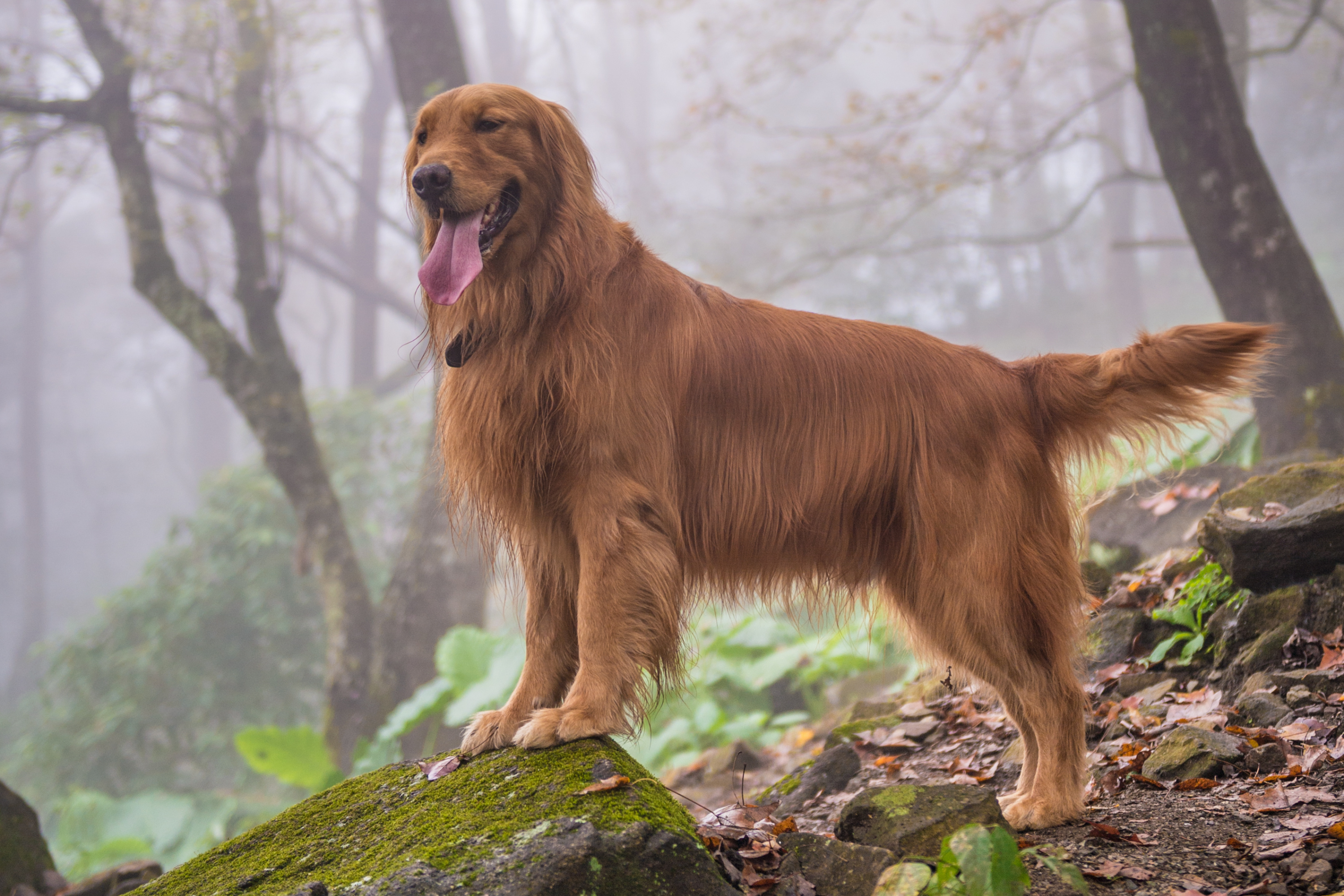 Aghi di Pino: il pericolo invernale nascosto per il tuo cane