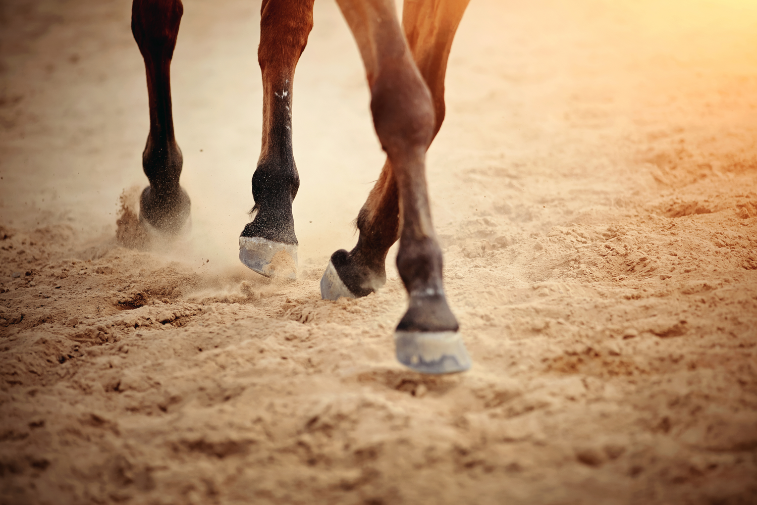 Artrosi nel Cavallo Sportivo: Guida Completa per il Benessere del Tuo Atleta