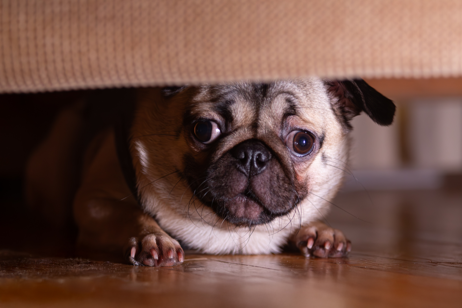 Botti di capodanno: come proteggere cani e gatti dallo stress dei fuochi d'artificio